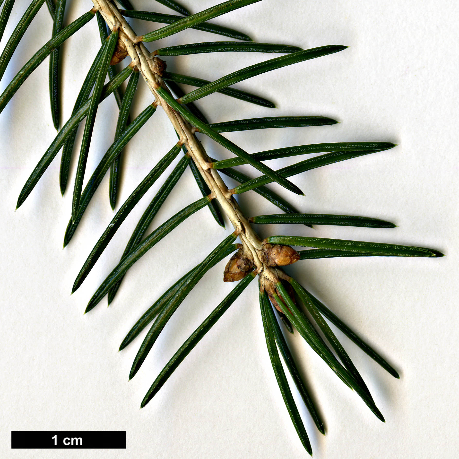 High resolution image: Family: Pinaceae - Genus: Picea - Taxon: wilsonii