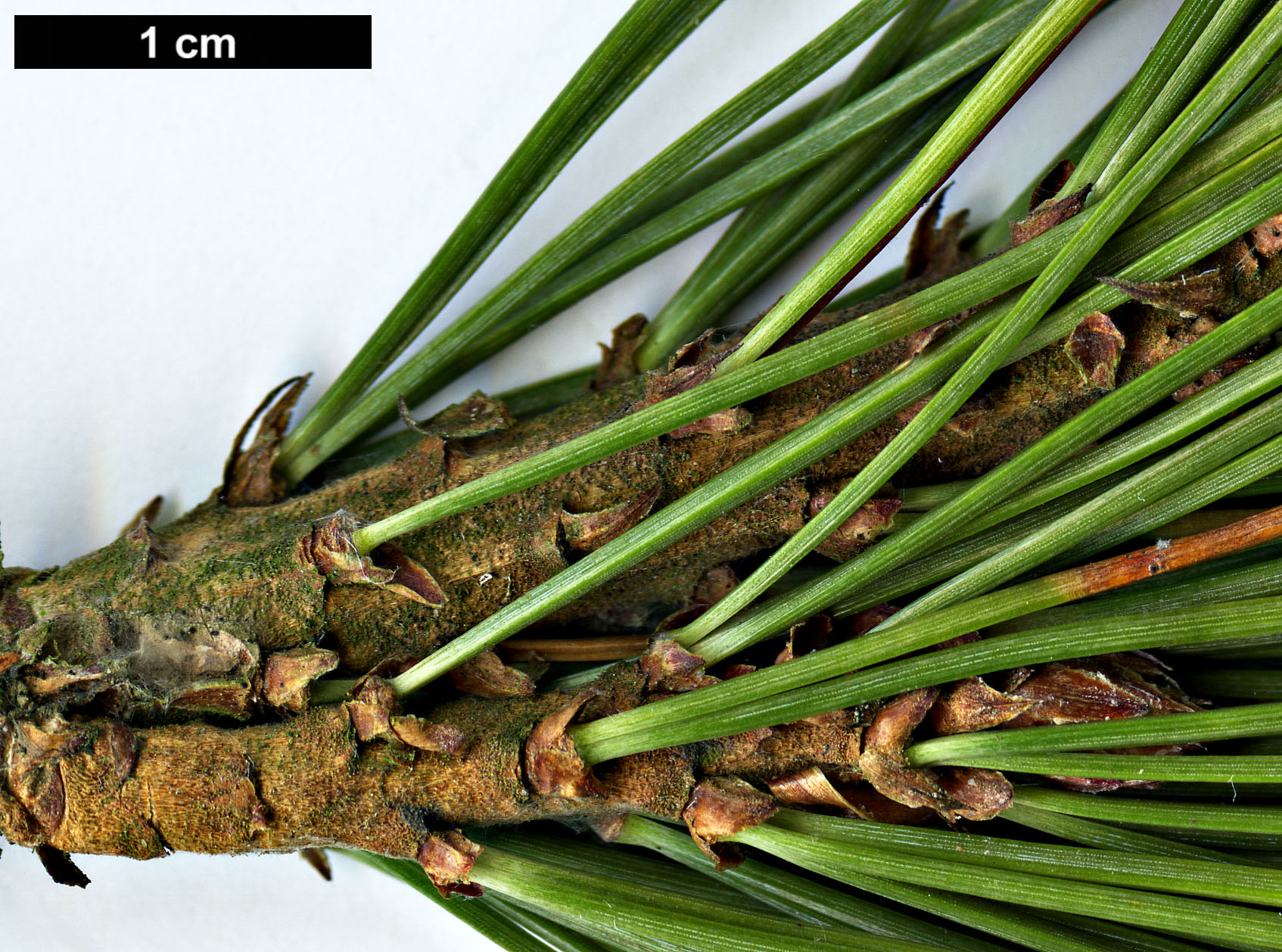 High resolution image: Family: Pinaceae - Genus: Pinus - Taxon: albicaulis