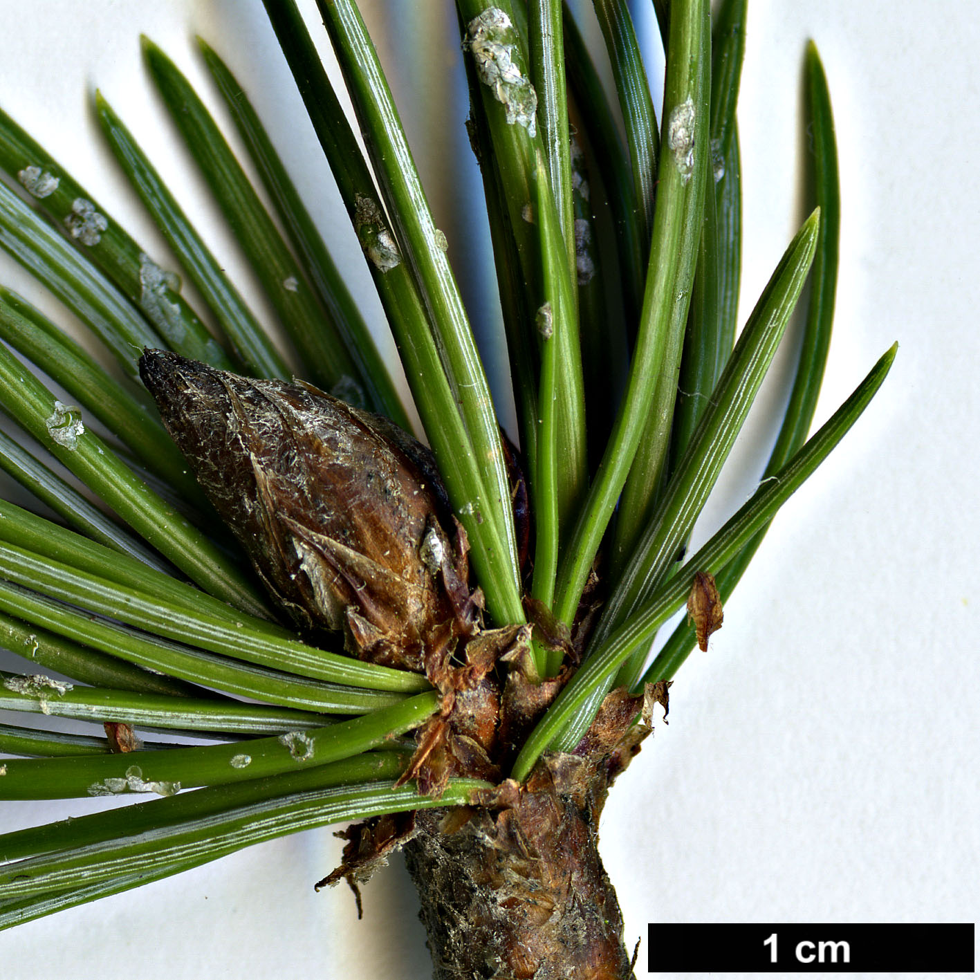 High resolution image: Family: Pinaceae - Genus: Pinus - Taxon: aristata