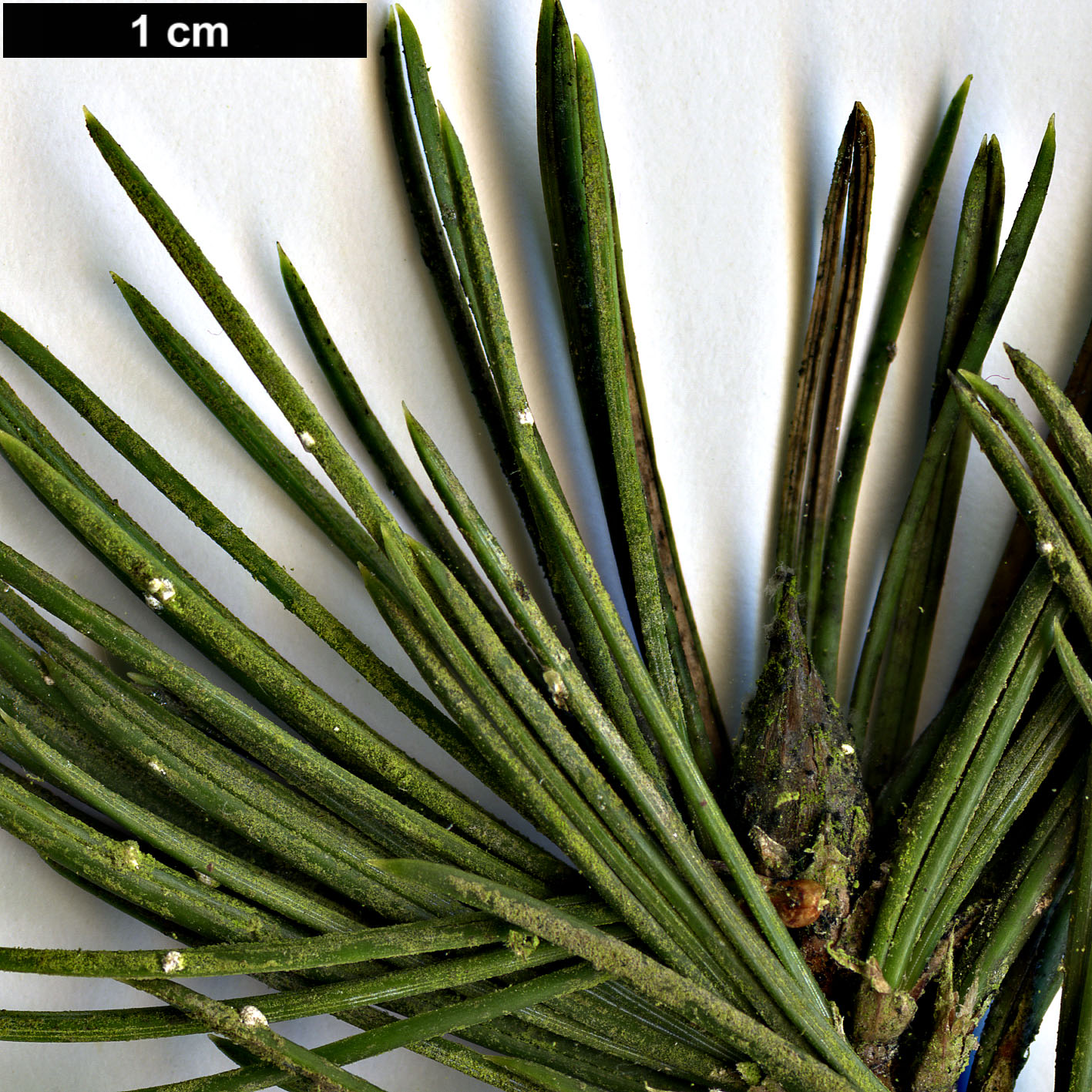 High resolution image: Family: Pinaceae - Genus: Pinus - Taxon: aristata