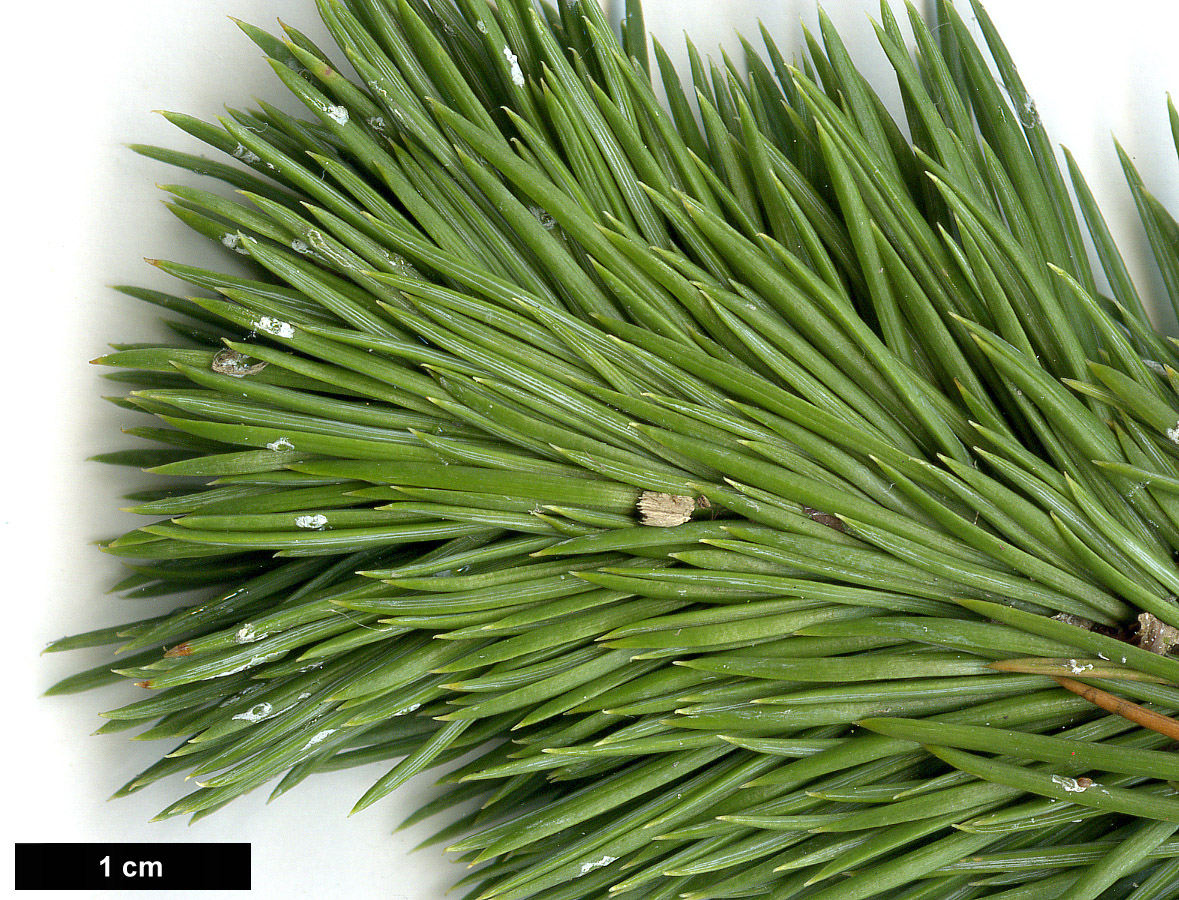 High resolution image: Family: Pinaceae - Genus: Pinus - Taxon: aristata