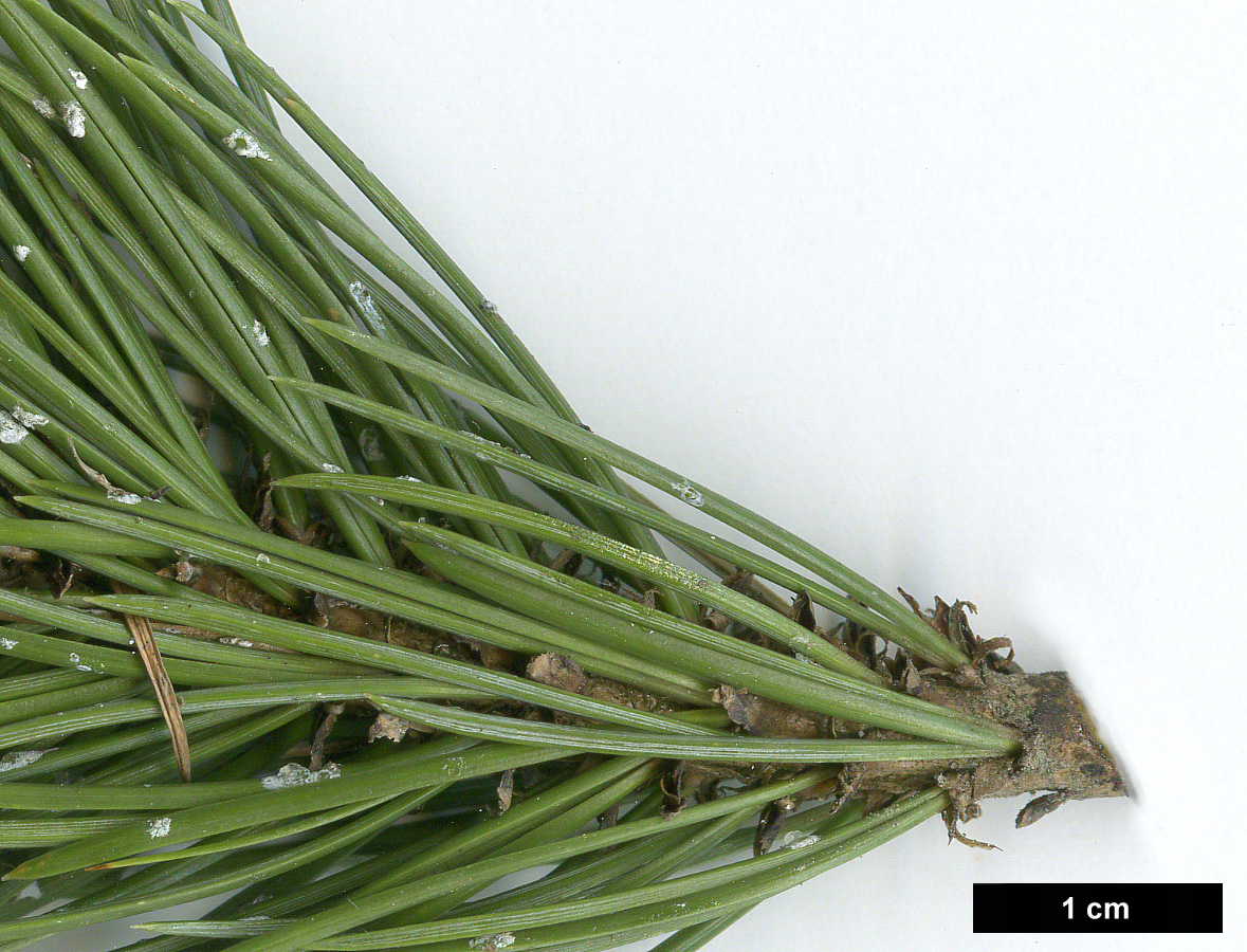 High resolution image: Family: Pinaceae - Genus: Pinus - Taxon: aristata