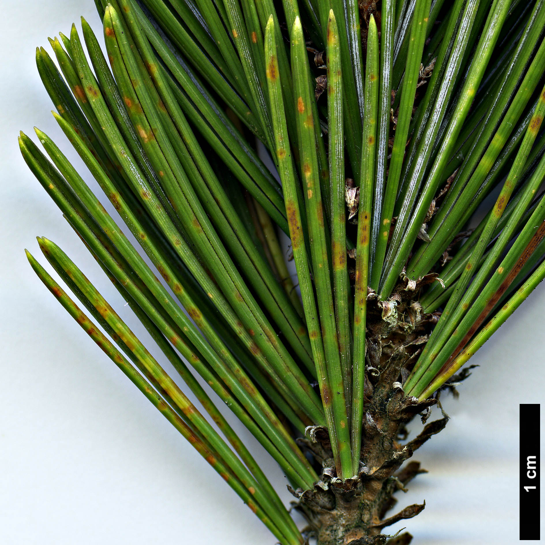 High resolution image: Family: Pinaceae - Genus: Pinus - Taxon: balfouriana