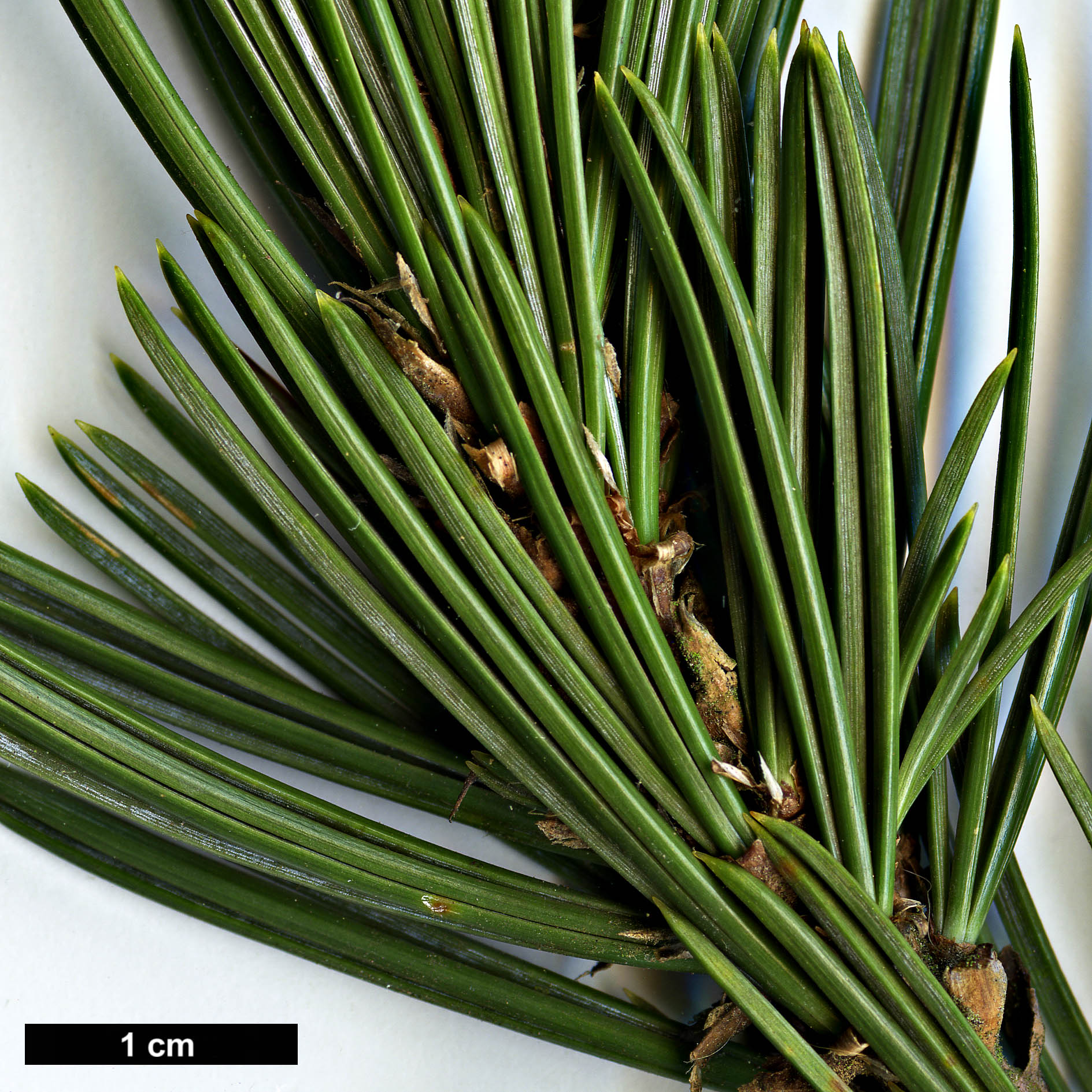 High resolution image: Family: Pinaceae - Genus: Pinus - Taxon: balfouriana