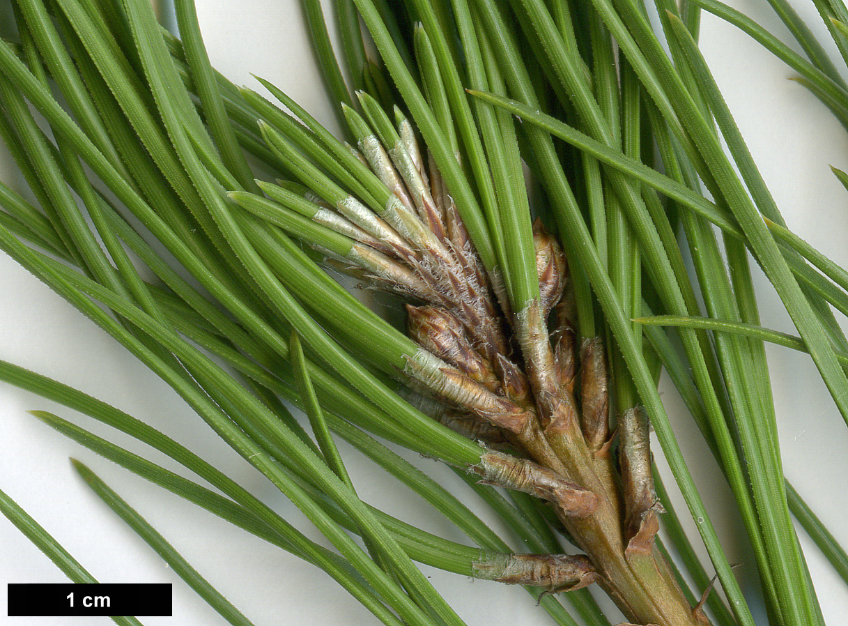 High resolution image: Family: Pinaceae - Genus: Pinus - Taxon: brutia