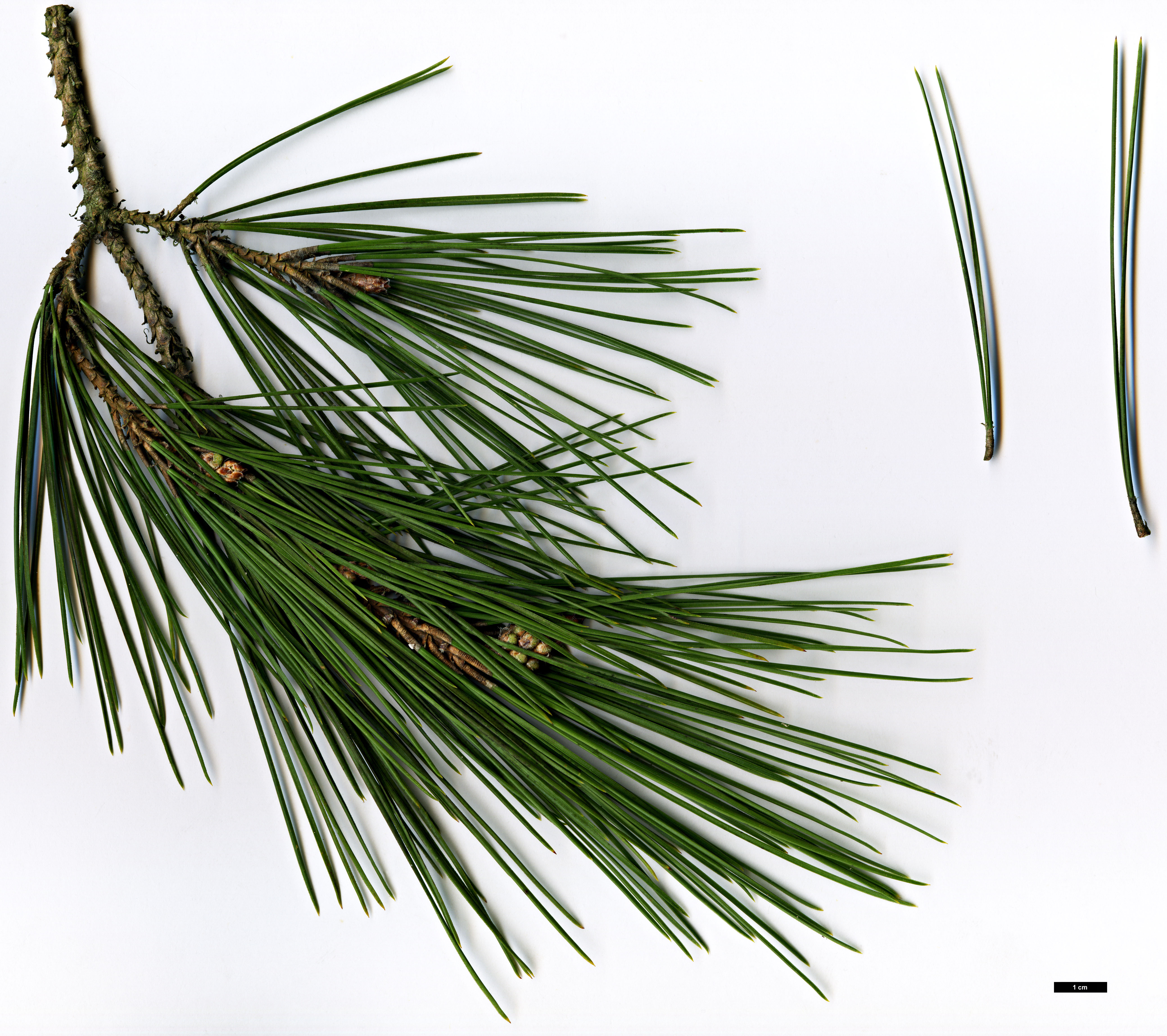 High resolution image: Family: Pinaceae - Genus: Pinus - Taxon: brutia