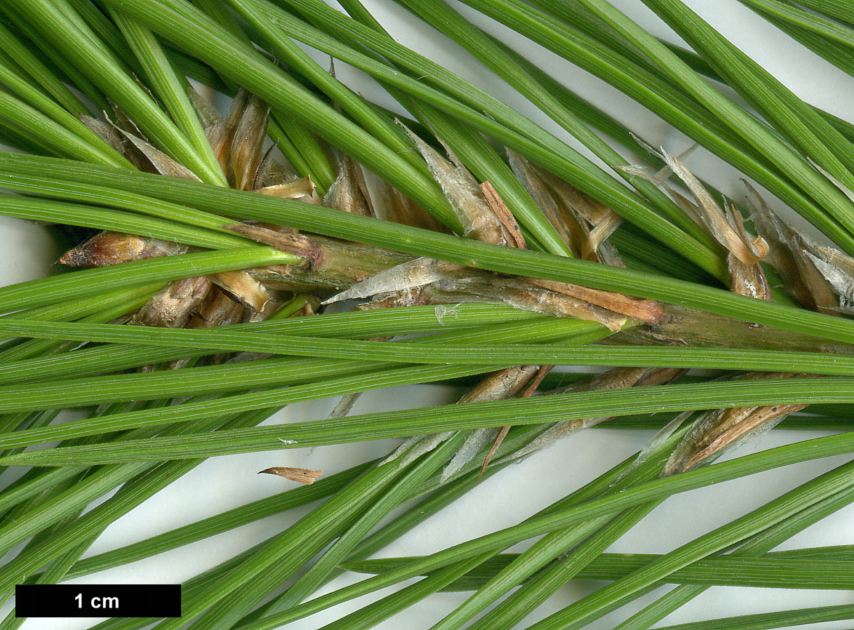 High resolution image: Family: Pinaceae - Genus: Pinus - Taxon: bungeana