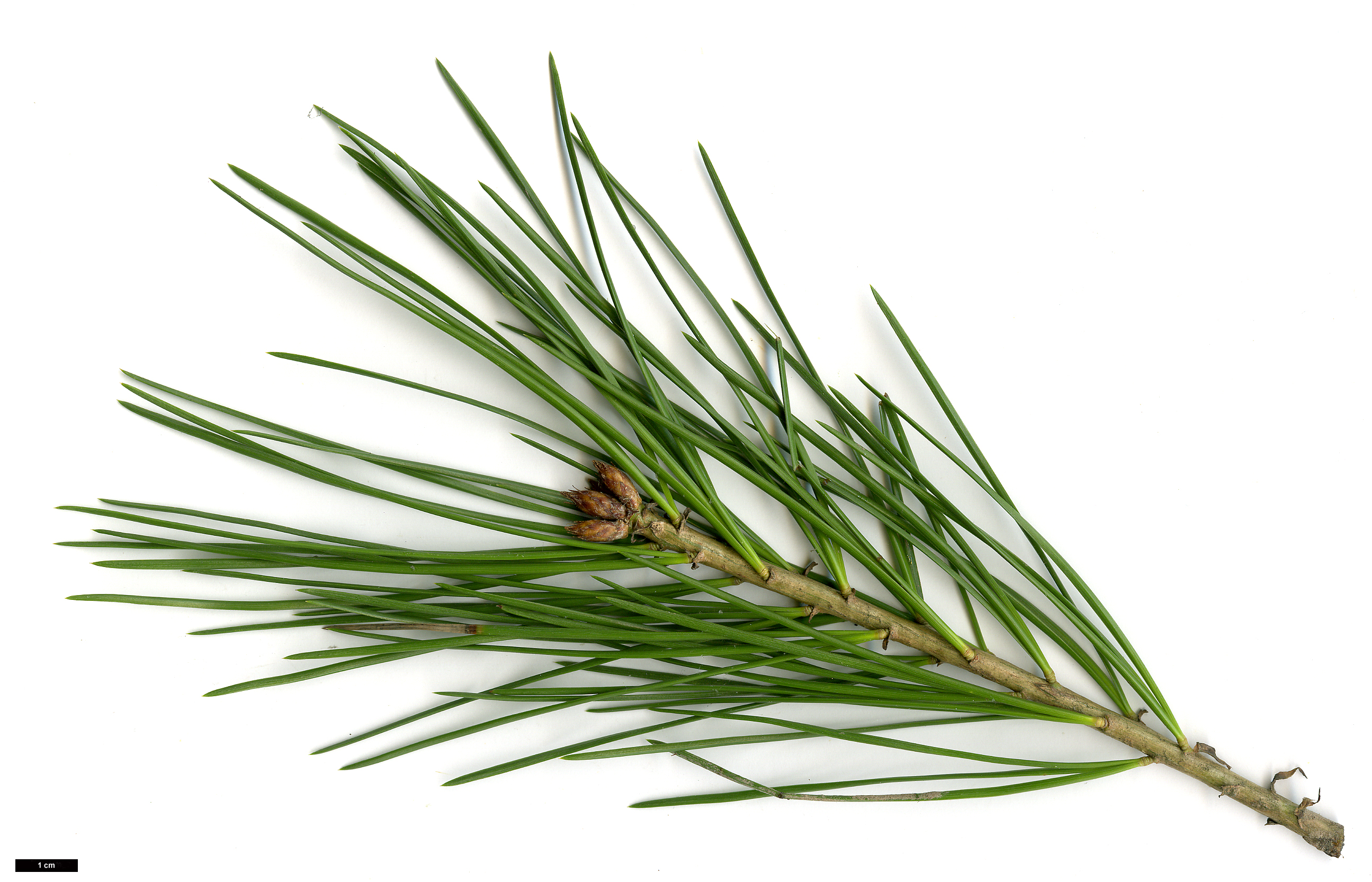 High resolution image: Family: Pinaceae - Genus: Pinus - Taxon: bungeana