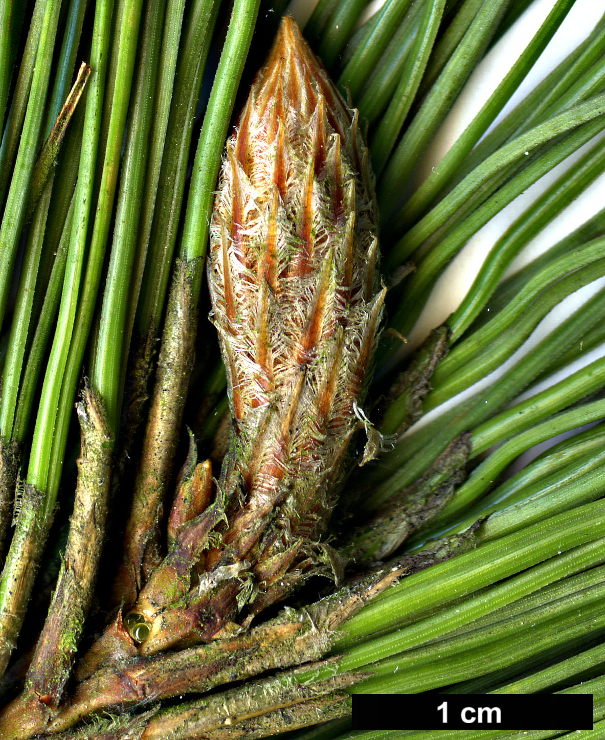 High resolution image: Family: Pinaceae - Genus: Pinus - Taxon: canariensis