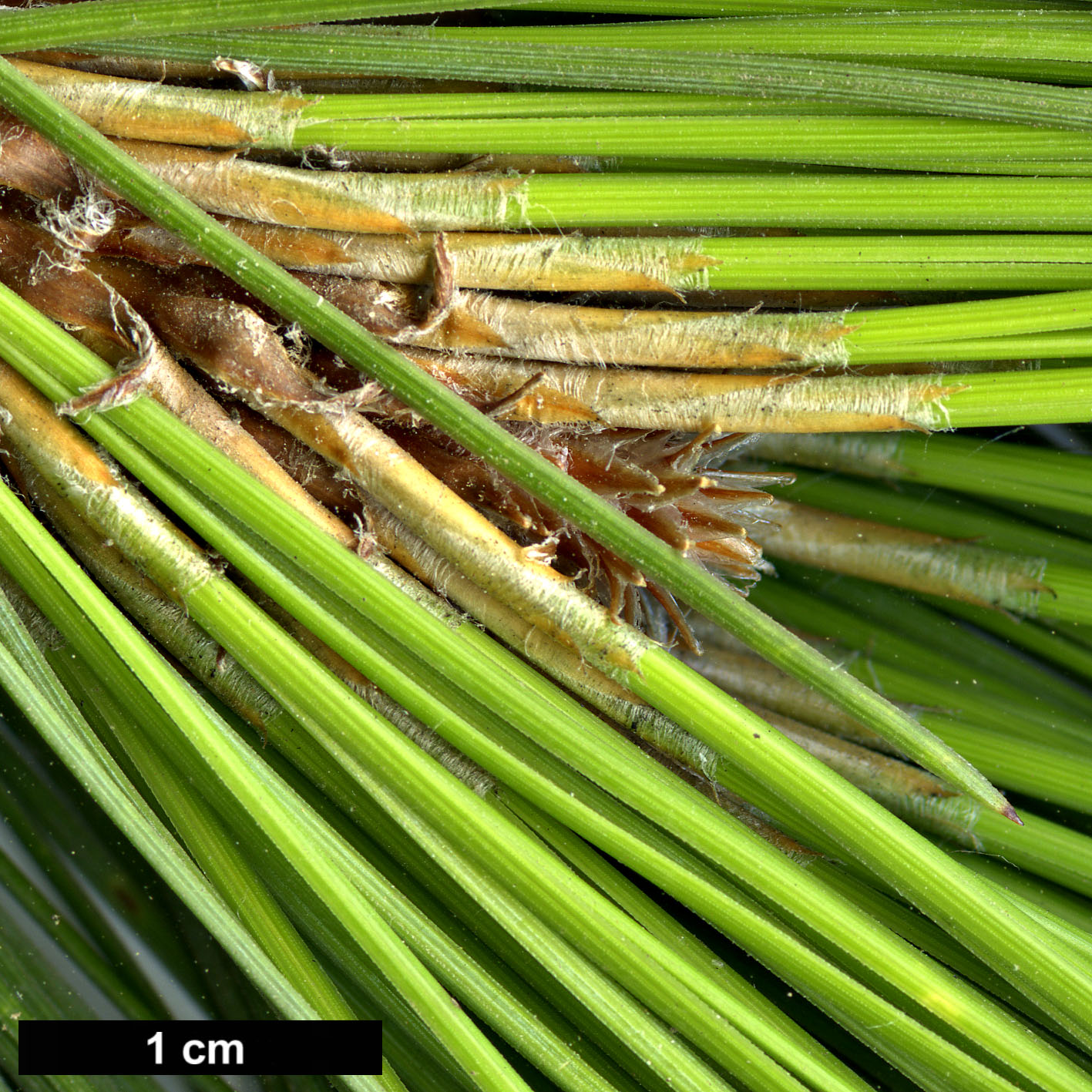 High resolution image: Family: Pinaceae - Genus: Pinus - Taxon: canariensis