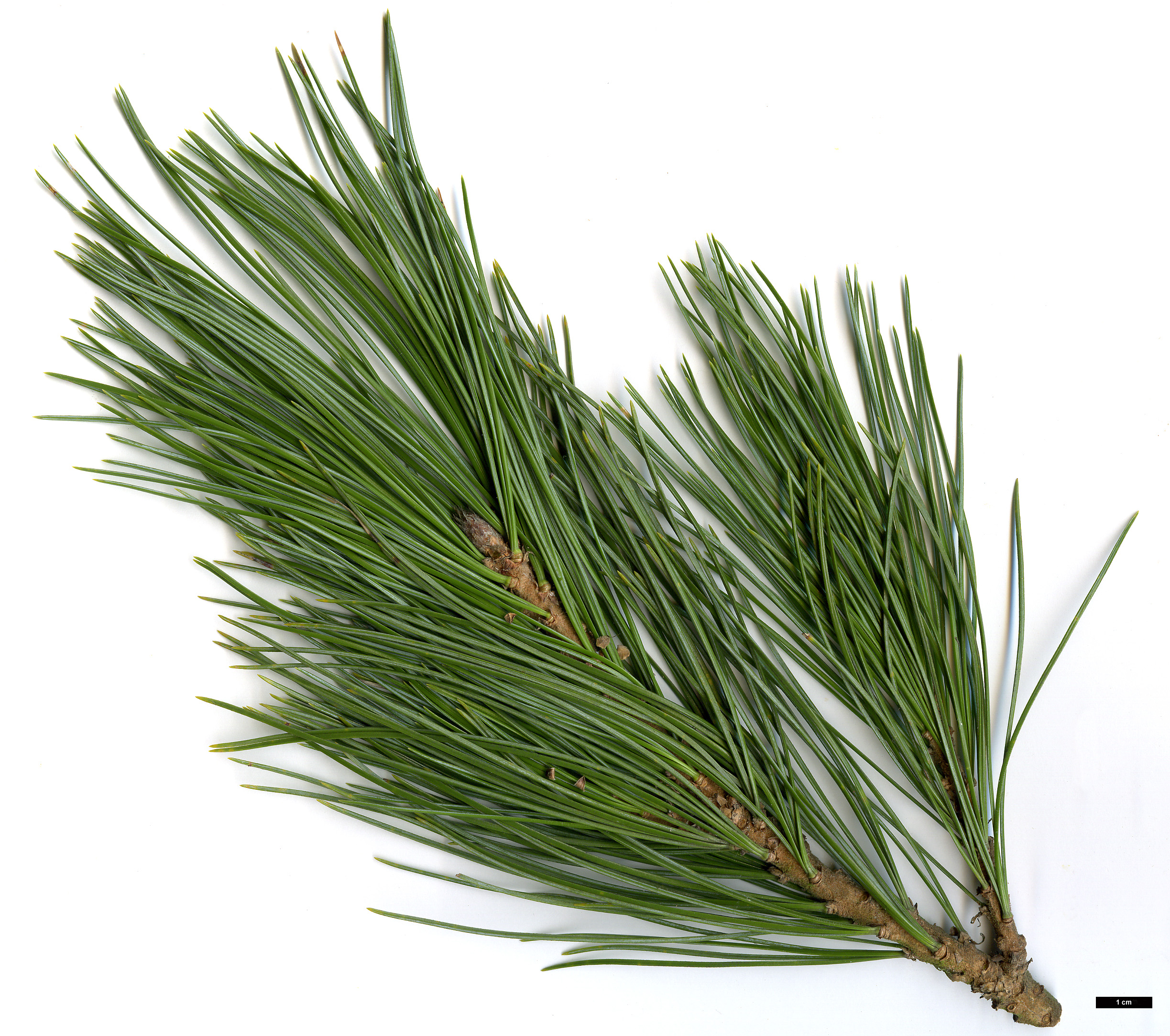High resolution image: Family: Pinaceae - Genus: Pinus - Taxon: cembra