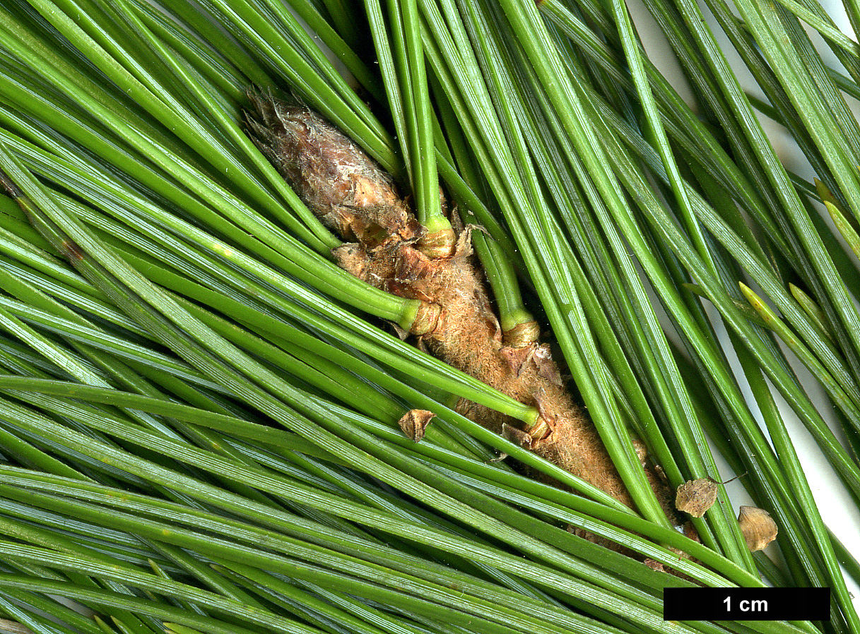 High resolution image: Family: Pinaceae - Genus: Pinus - Taxon: cembra