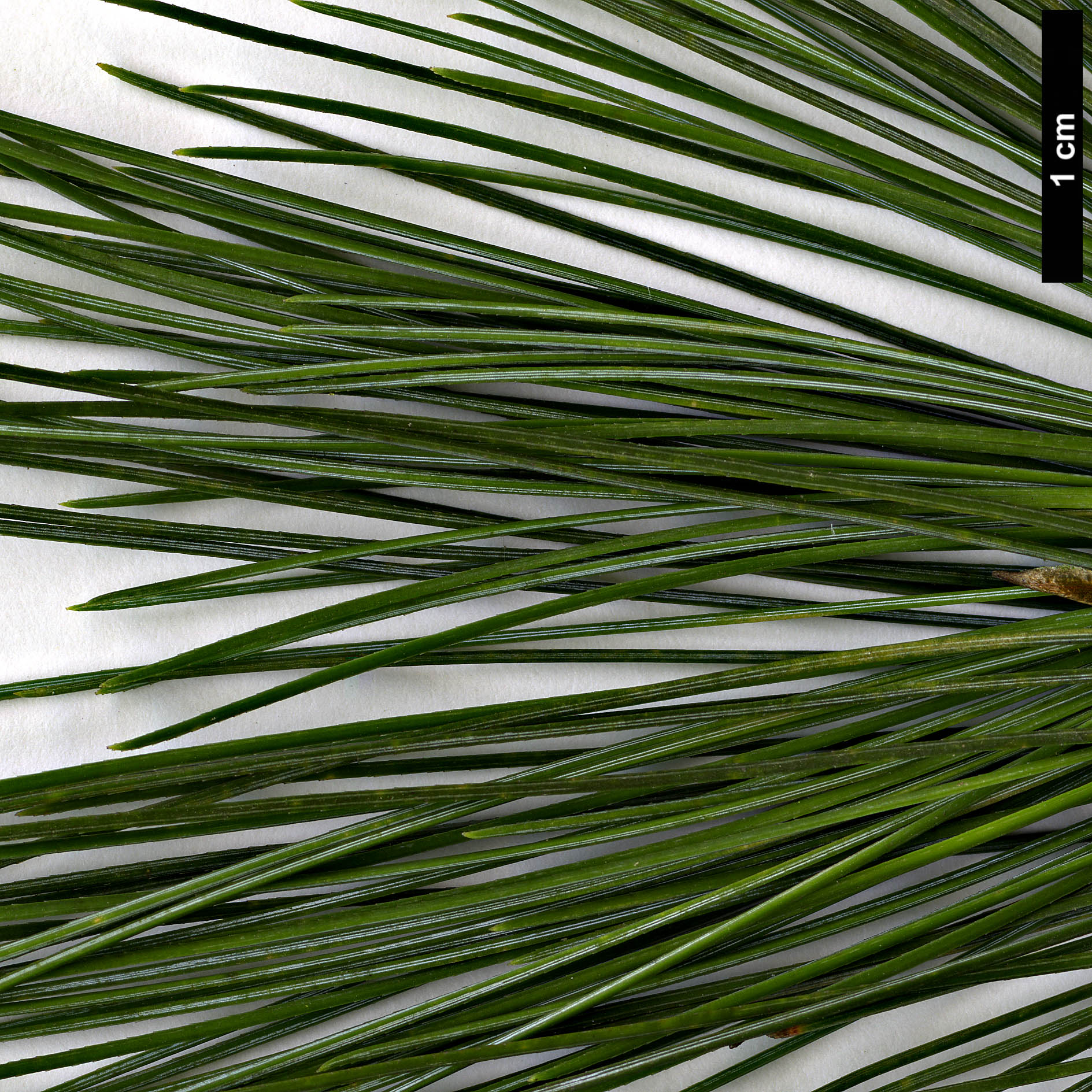 High resolution image: Family: Pinaceae - Genus: Pinus - Taxon: chiapensis