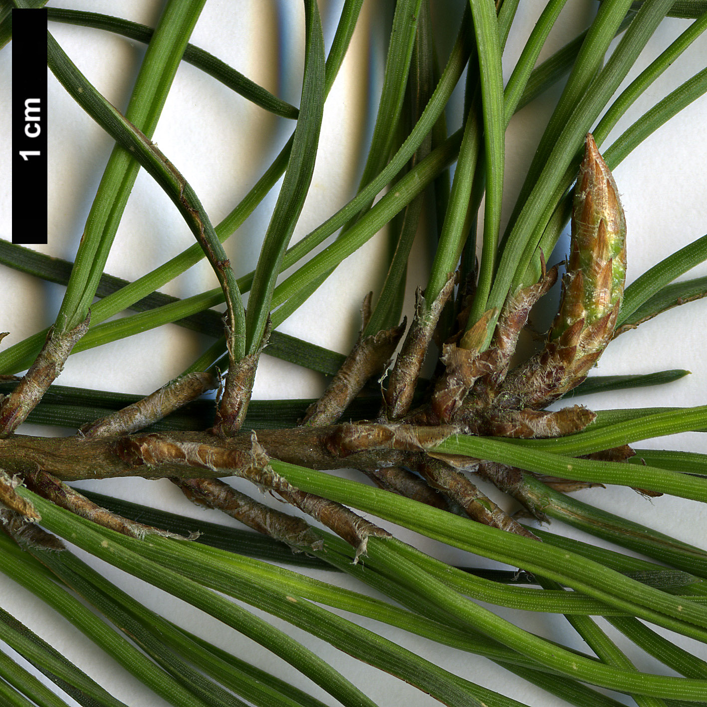 High resolution image: Family: Pinaceae - Genus: Pinus - Taxon: clausa