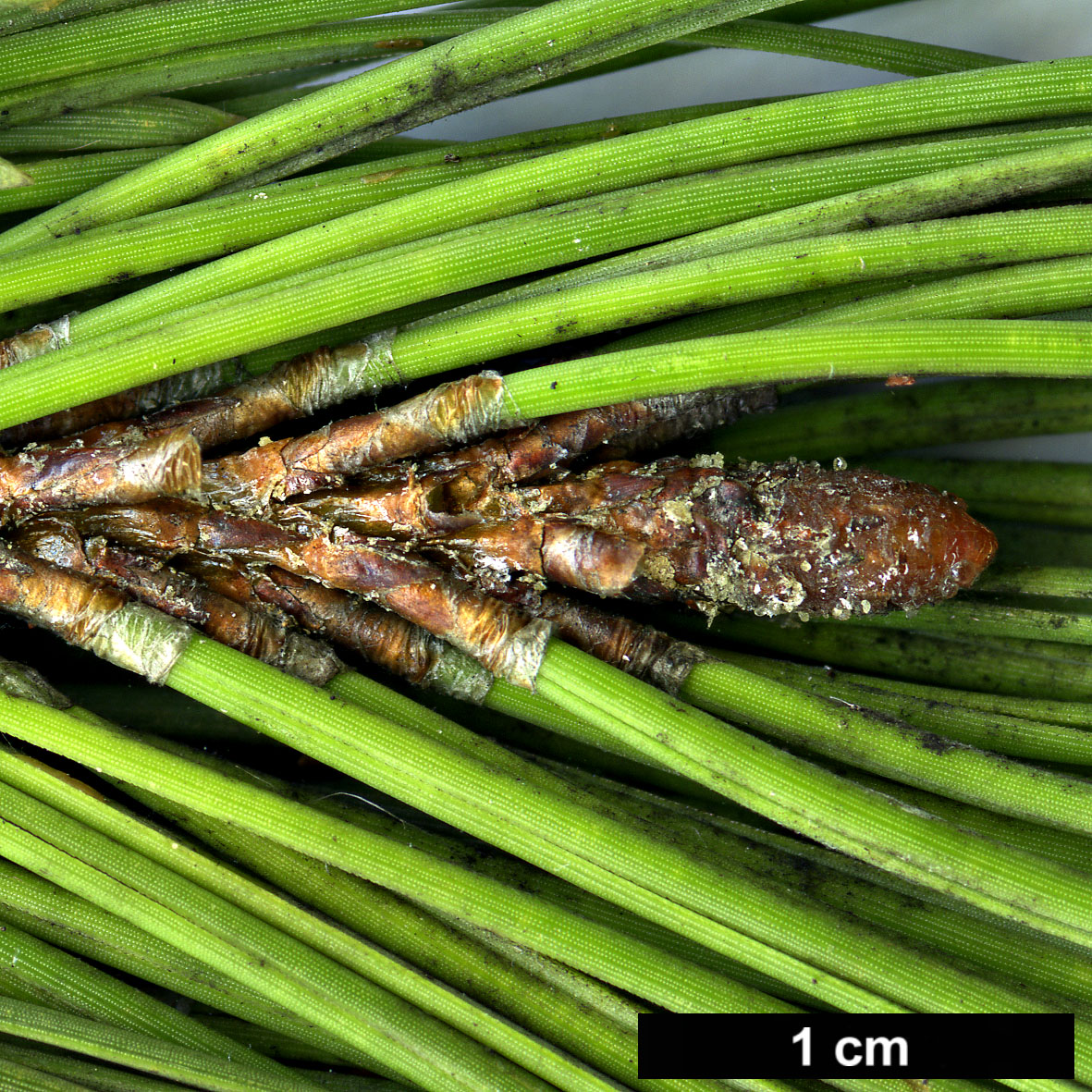 High resolution image: Family: Pinaceae - Genus: Pinus - Taxon: contorta