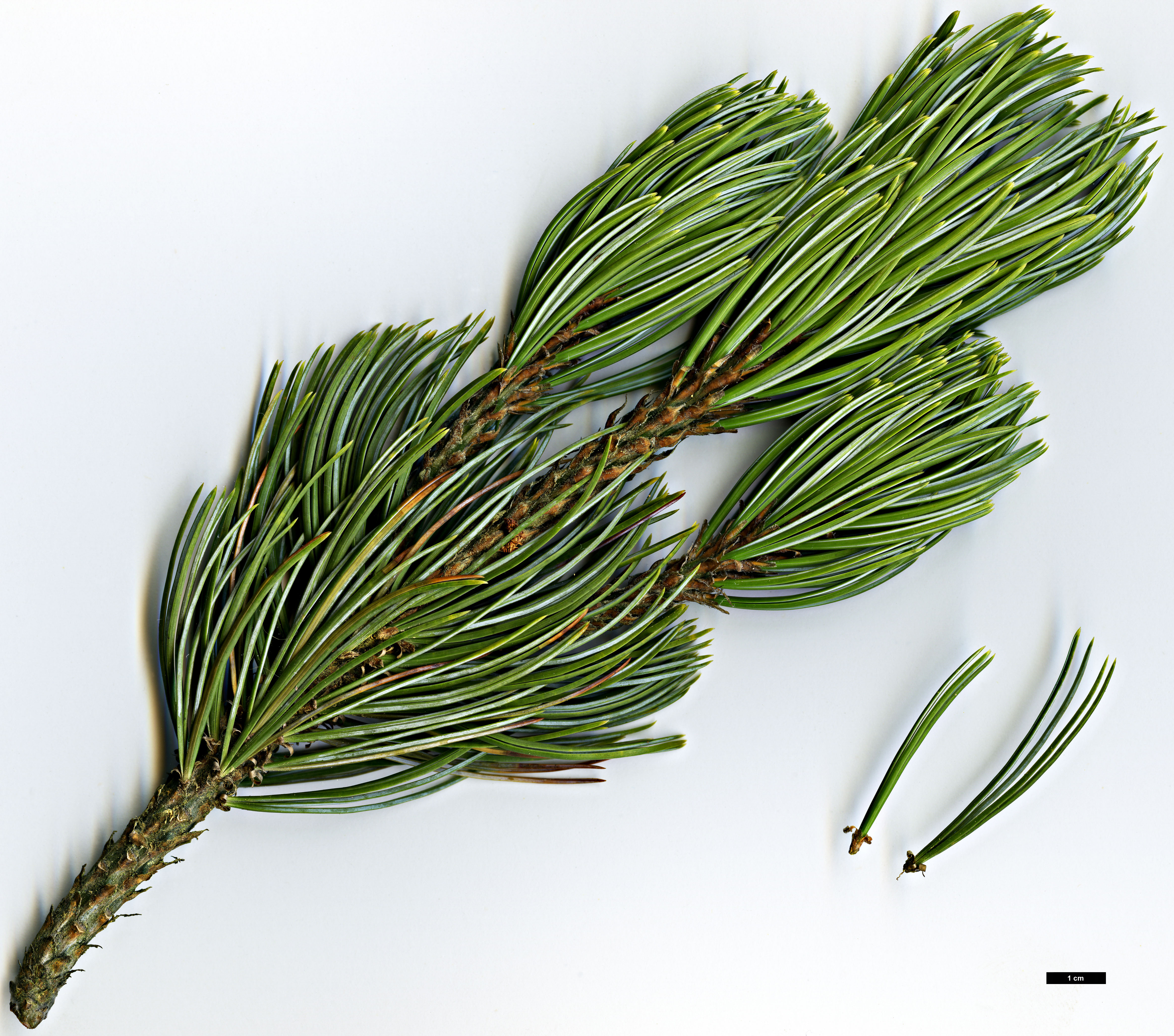 High resolution image: Family: Pinaceae - Genus: Pinus - Taxon: culminicola