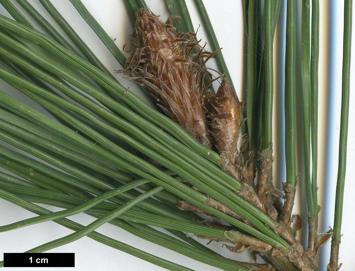 High resolution image: Family: Pinaceae - Genus: Pinus - Taxon: densiflora