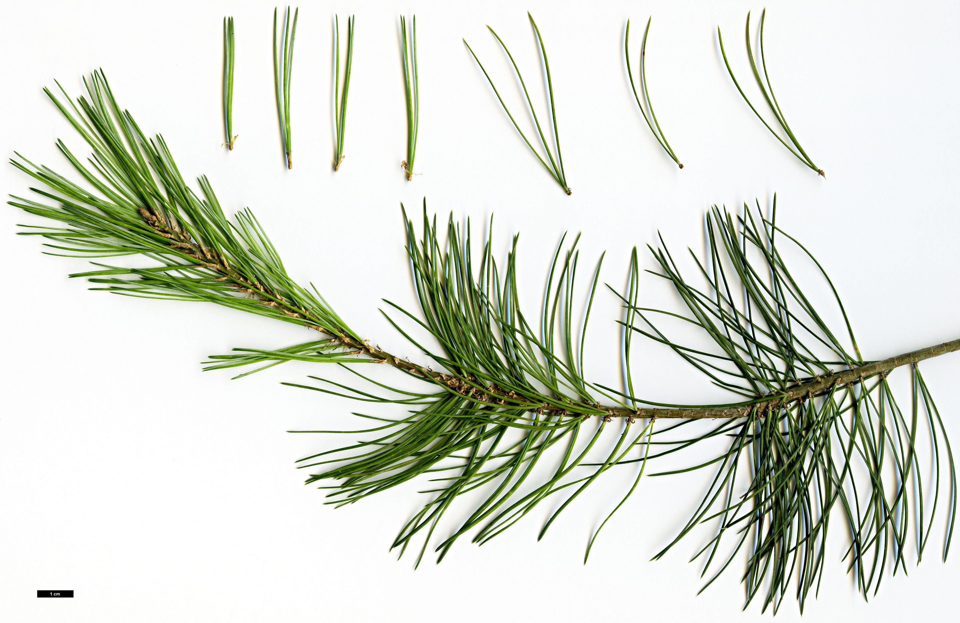 High resolution image: Family: Pinaceae - Genus: Pinus - Taxon: discolor