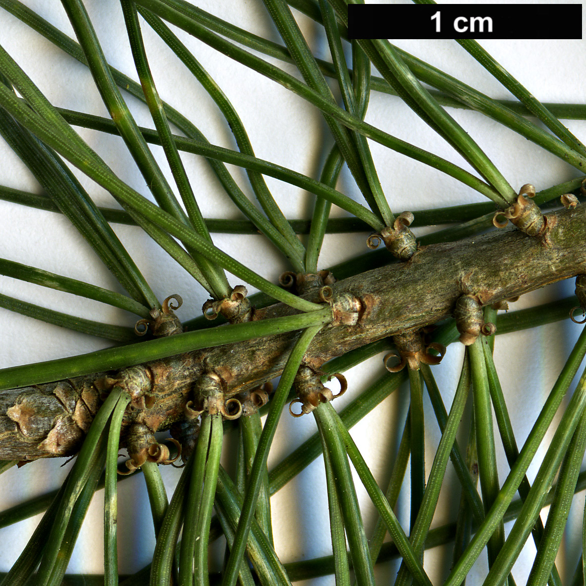 High resolution image: Family: Pinaceae - Genus: Pinus - Taxon: discolor