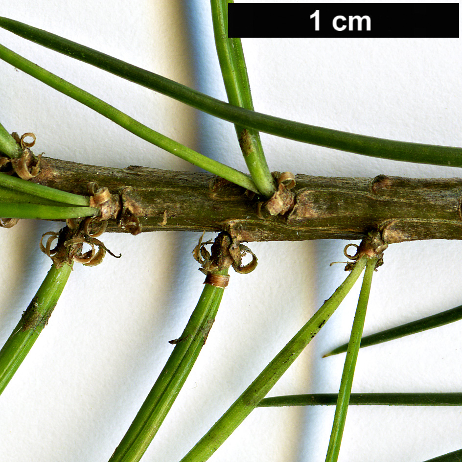 High resolution image: Family: Pinaceae - Genus: Pinus - Taxon: discolor