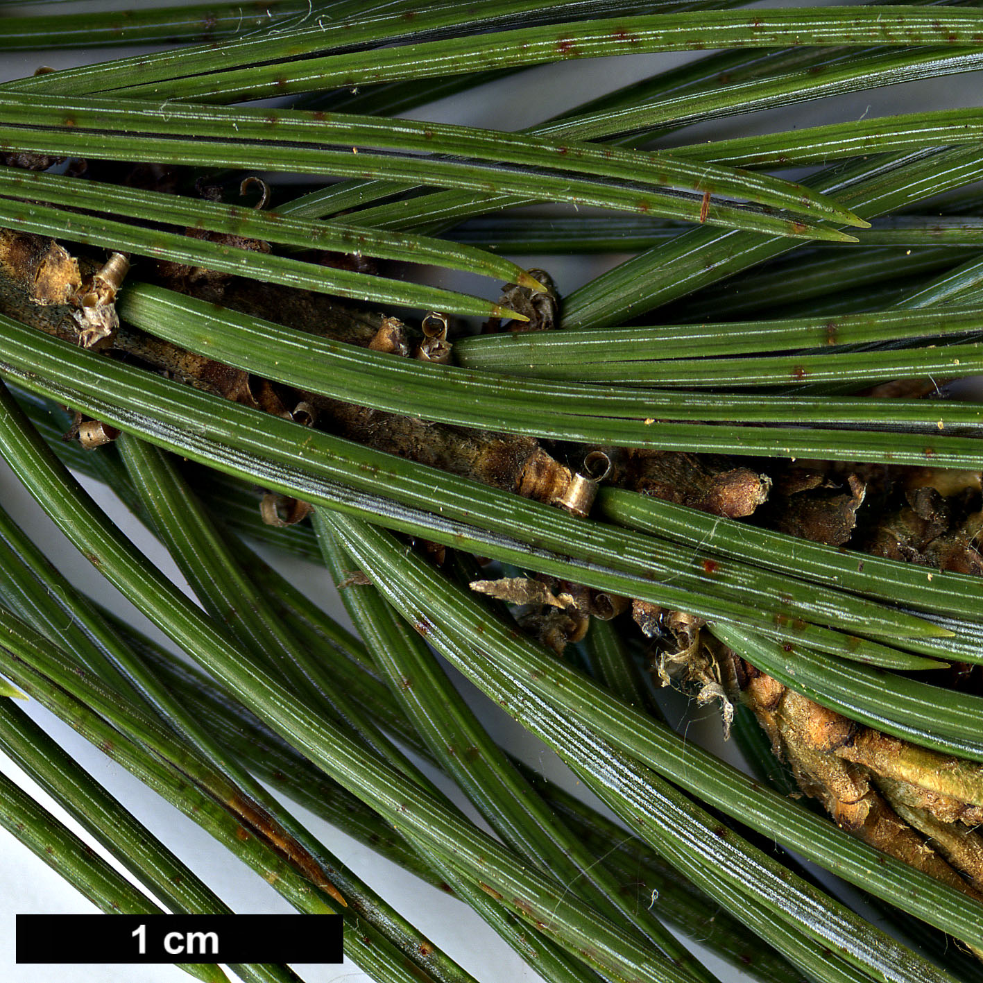 High resolution image: Family: Pinaceae - Genus: Pinus - Taxon: edulis