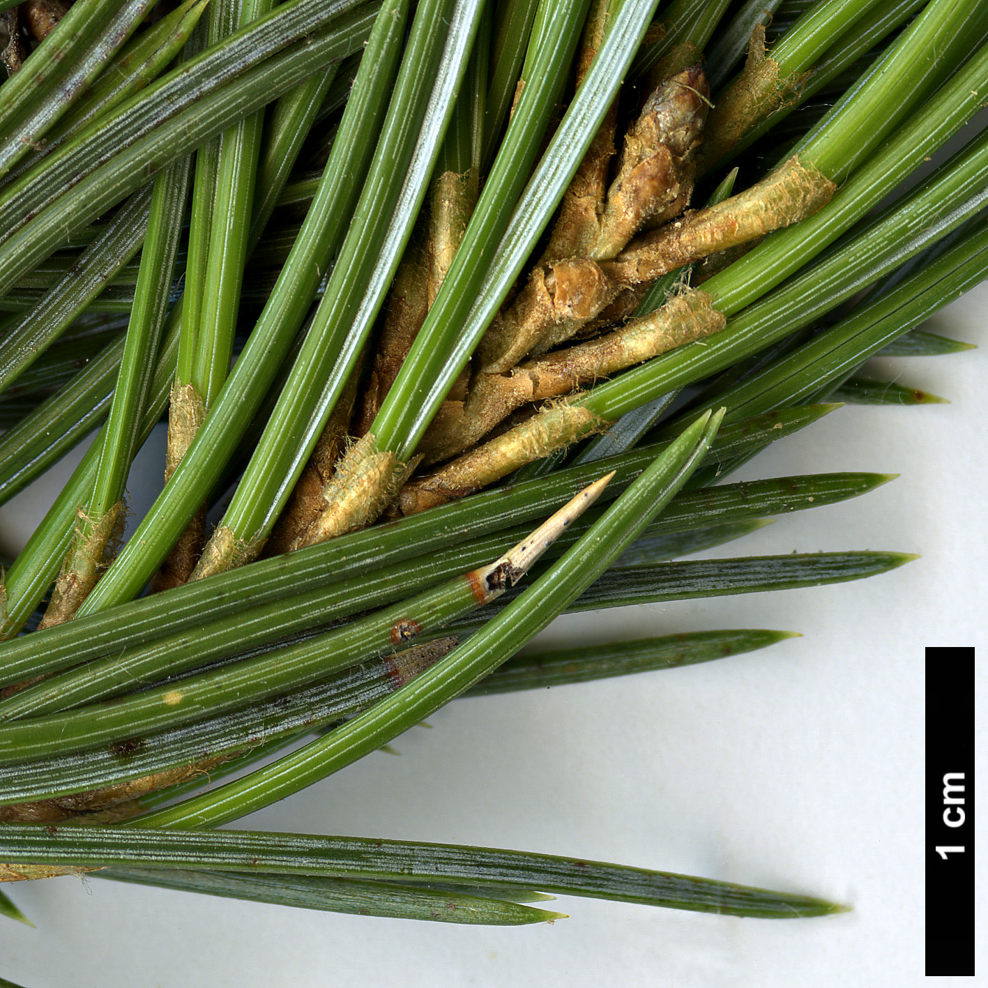 High resolution image: Family: Pinaceae - Genus: Pinus - Taxon: edulis