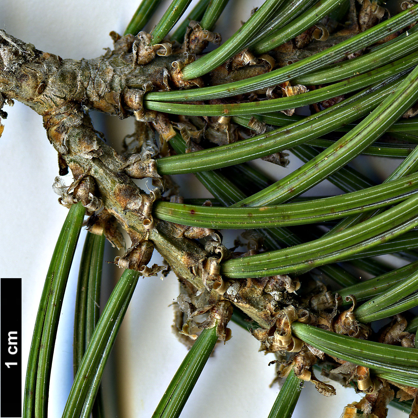 High resolution image: Family: Pinaceae - Genus: Pinus - Taxon: edulis