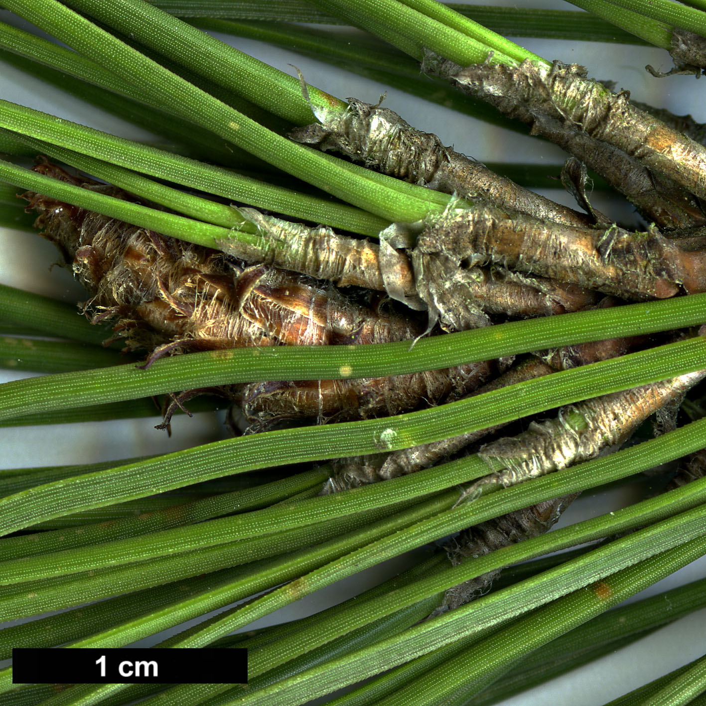 High resolution image: Family: Pinaceae - Genus: Pinus - Taxon: elliottii