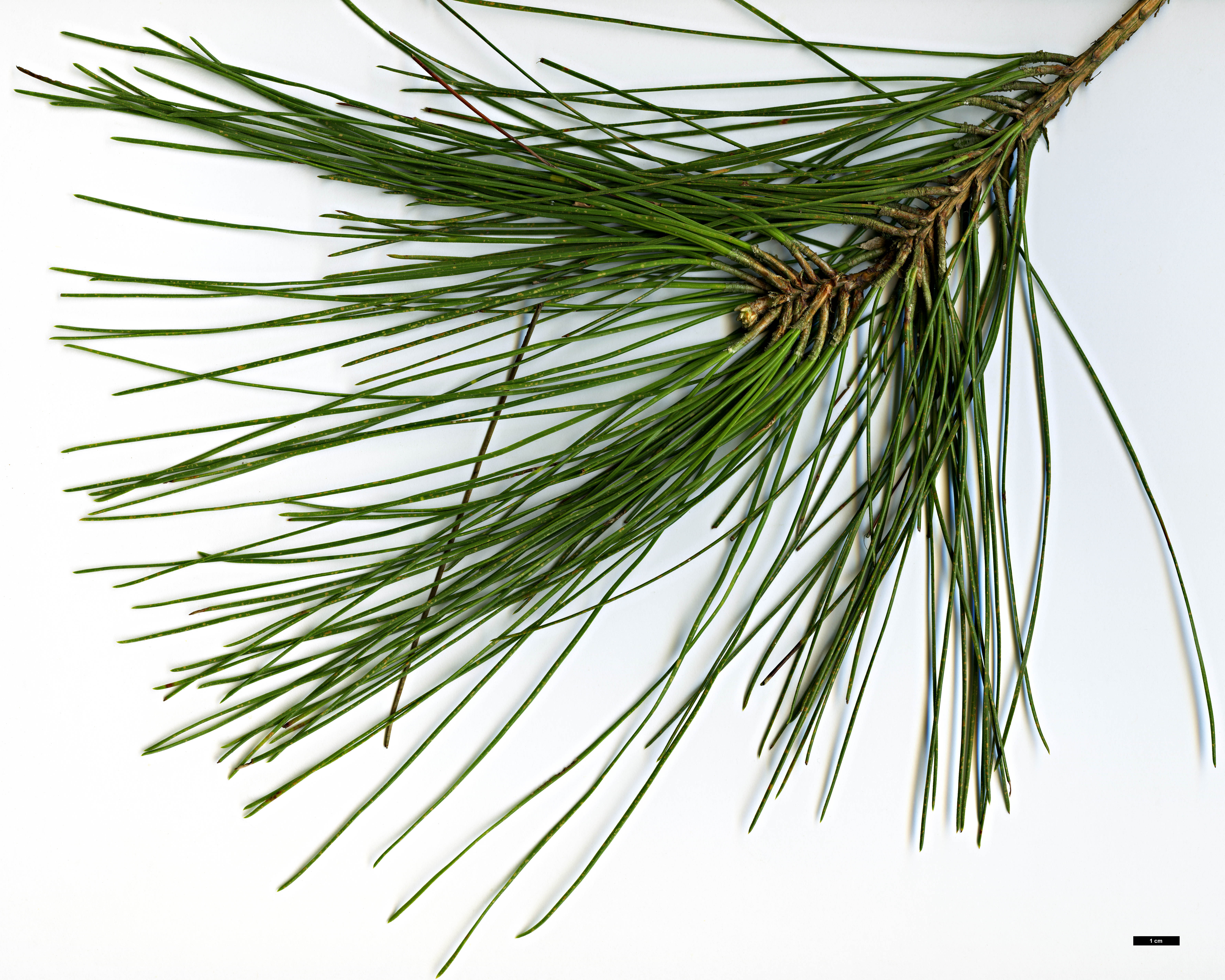 High resolution image: Family: Pinaceae - Genus: Pinus - Taxon: elliottii