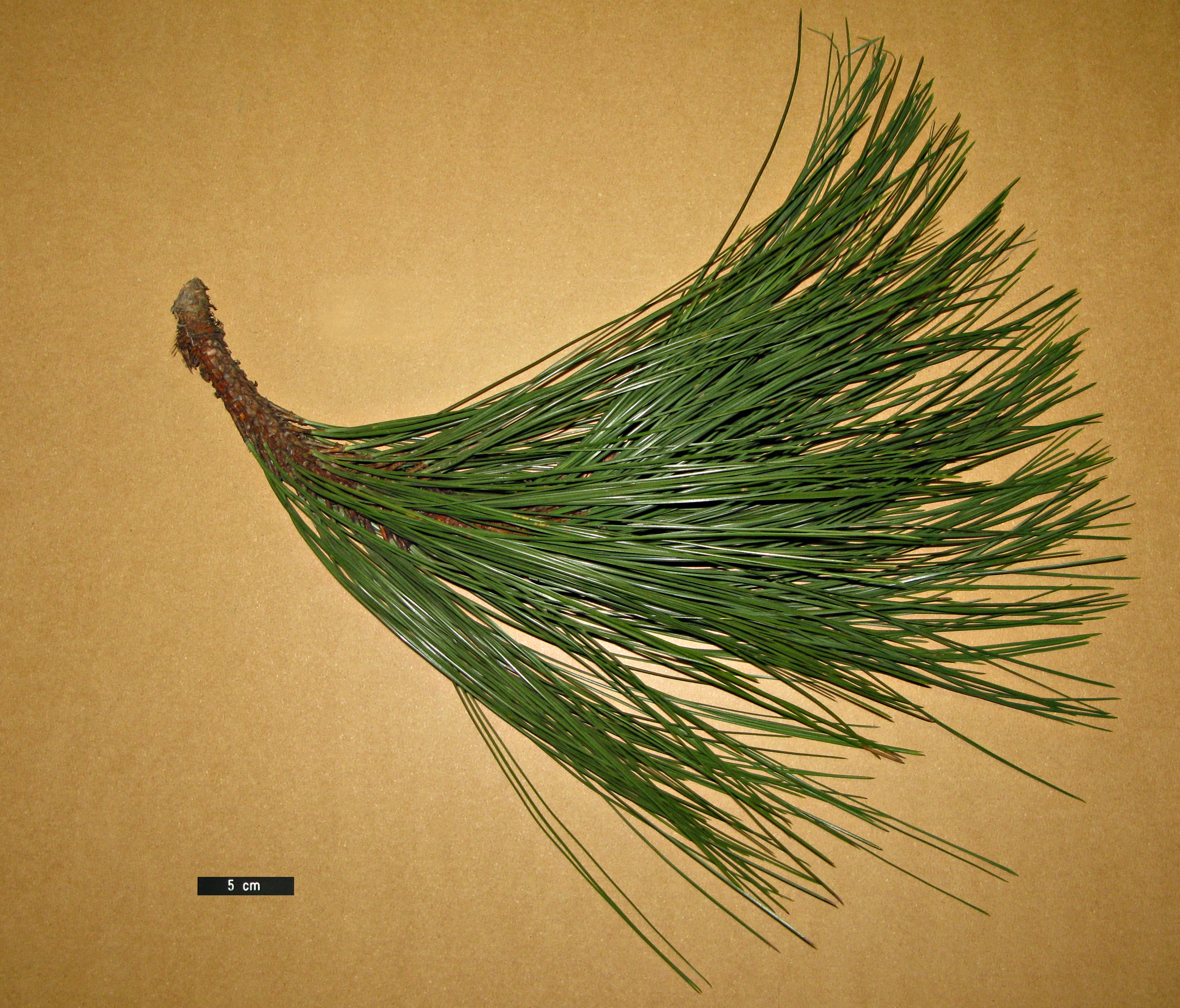 High resolution image: Family: Pinaceae - Genus: Pinus - Taxon: engelmannii