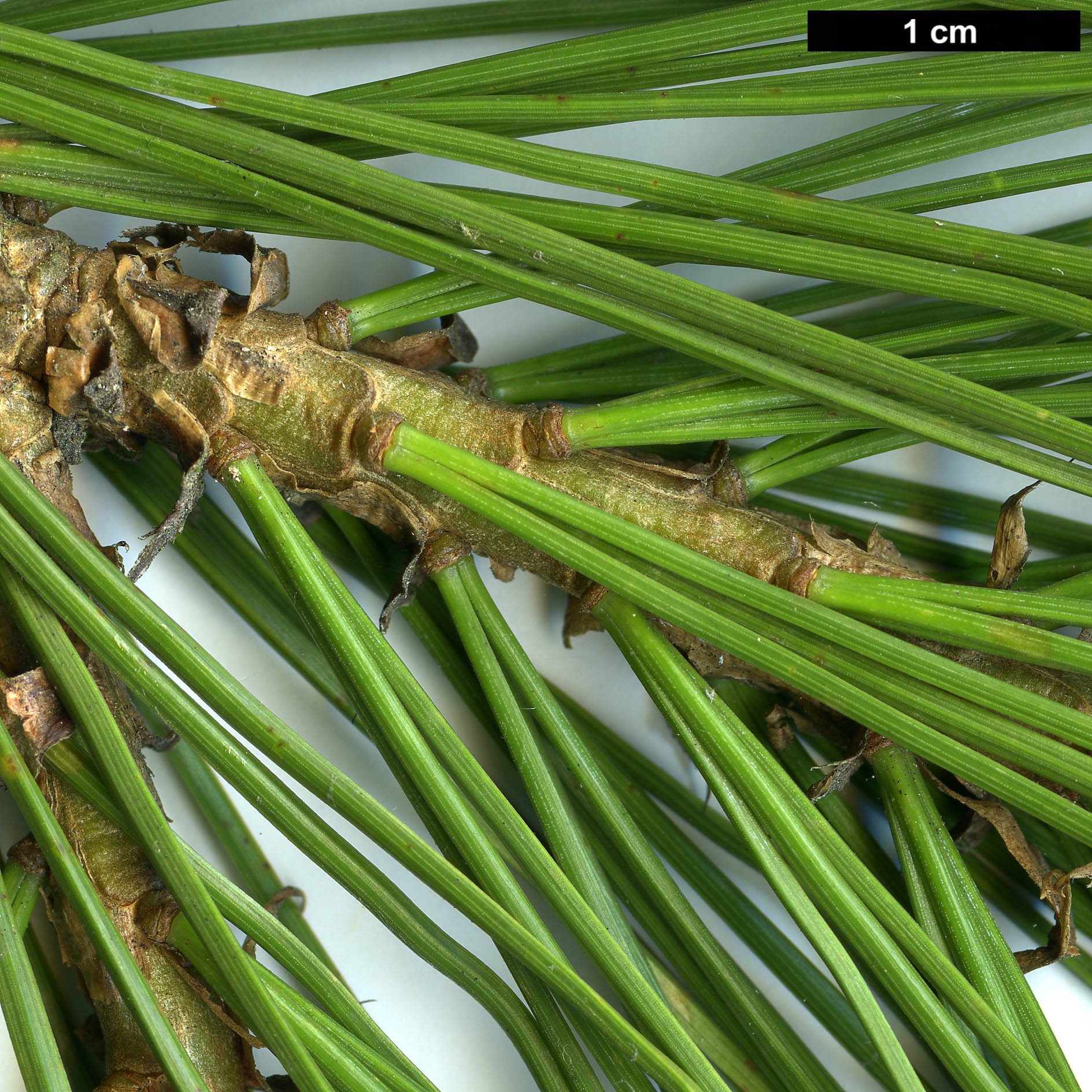 High resolution image: Family: Pinaceae - Genus: Pinus - Taxon: gerardiana High resolution image: Family: Pinaceae - Genus: Pinus - Taxon: gerardiana