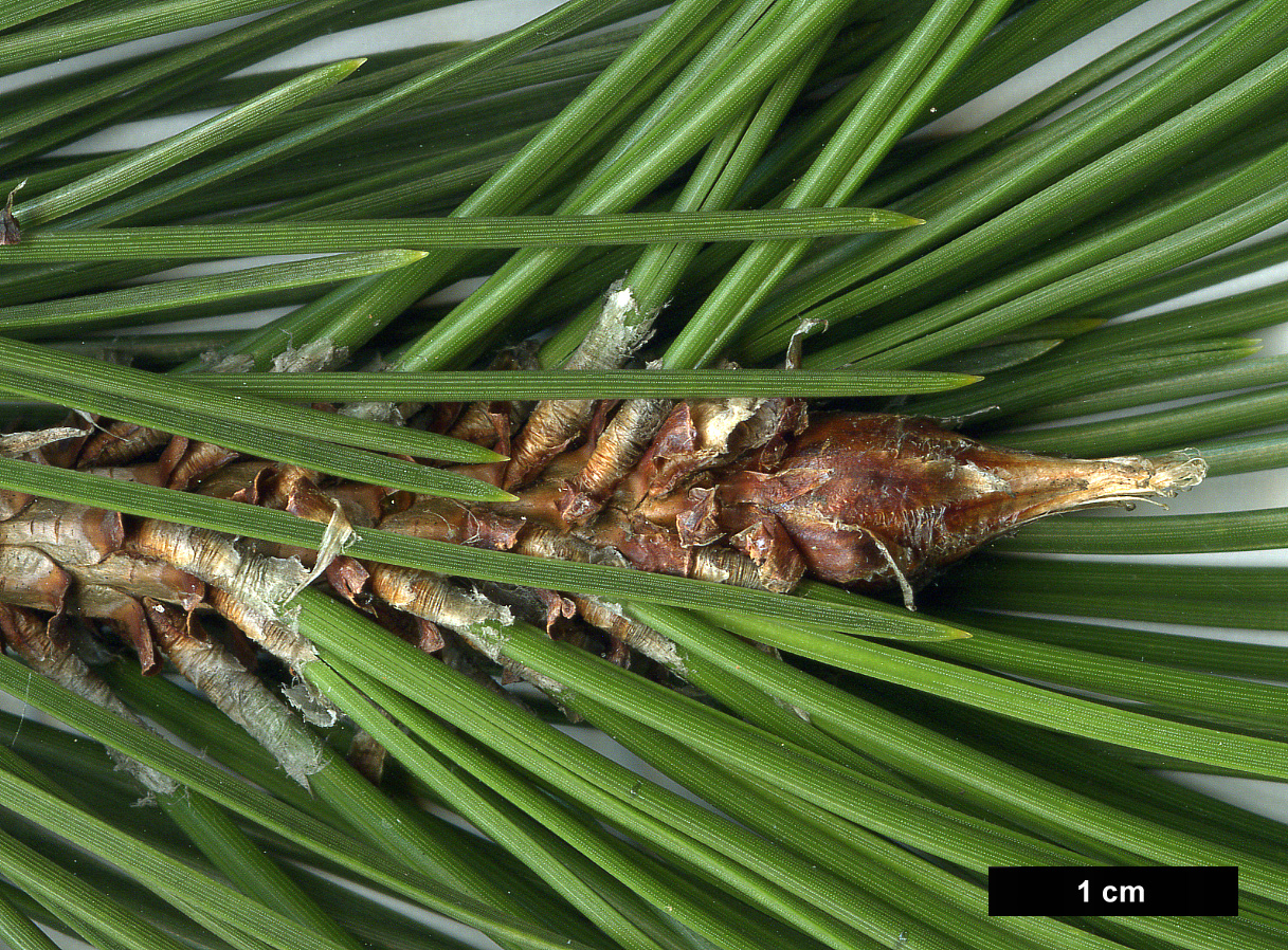 High resolution image: Family: Pinaceae - Genus: Pinus - Taxon: heldreichii