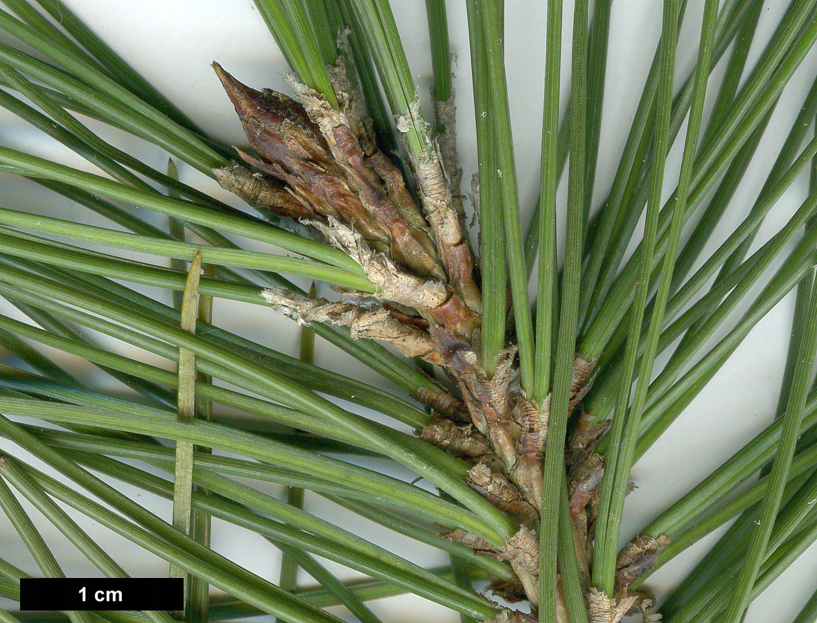 High resolution image: Family: Pinaceae - Genus: Pinus - Taxon: heldreichii