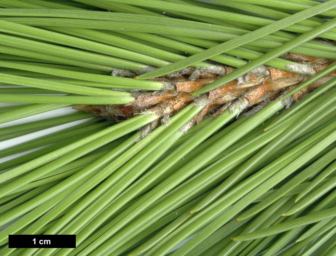 High resolution image: Family: Pinaceae - Genus: Pinus - Taxon: heldreichii