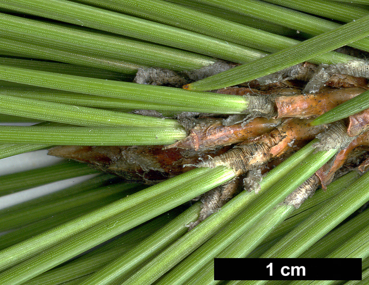 High resolution image: Family: Pinaceae - Genus: Pinus - Taxon: heldreichii