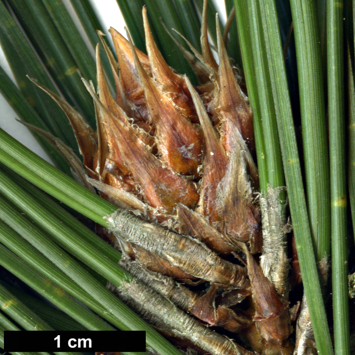 High resolution image: Family: Pinaceae - Genus: Pinus - Taxon: heldreichii