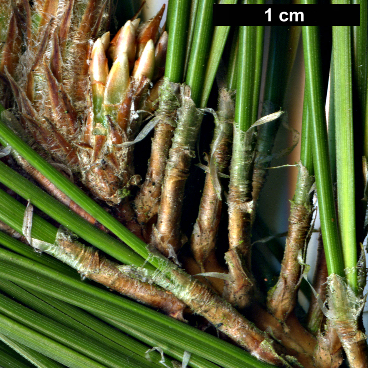 High resolution image: Family: Pinaceae - Genus: Pinus - Taxon: hwangshanensis