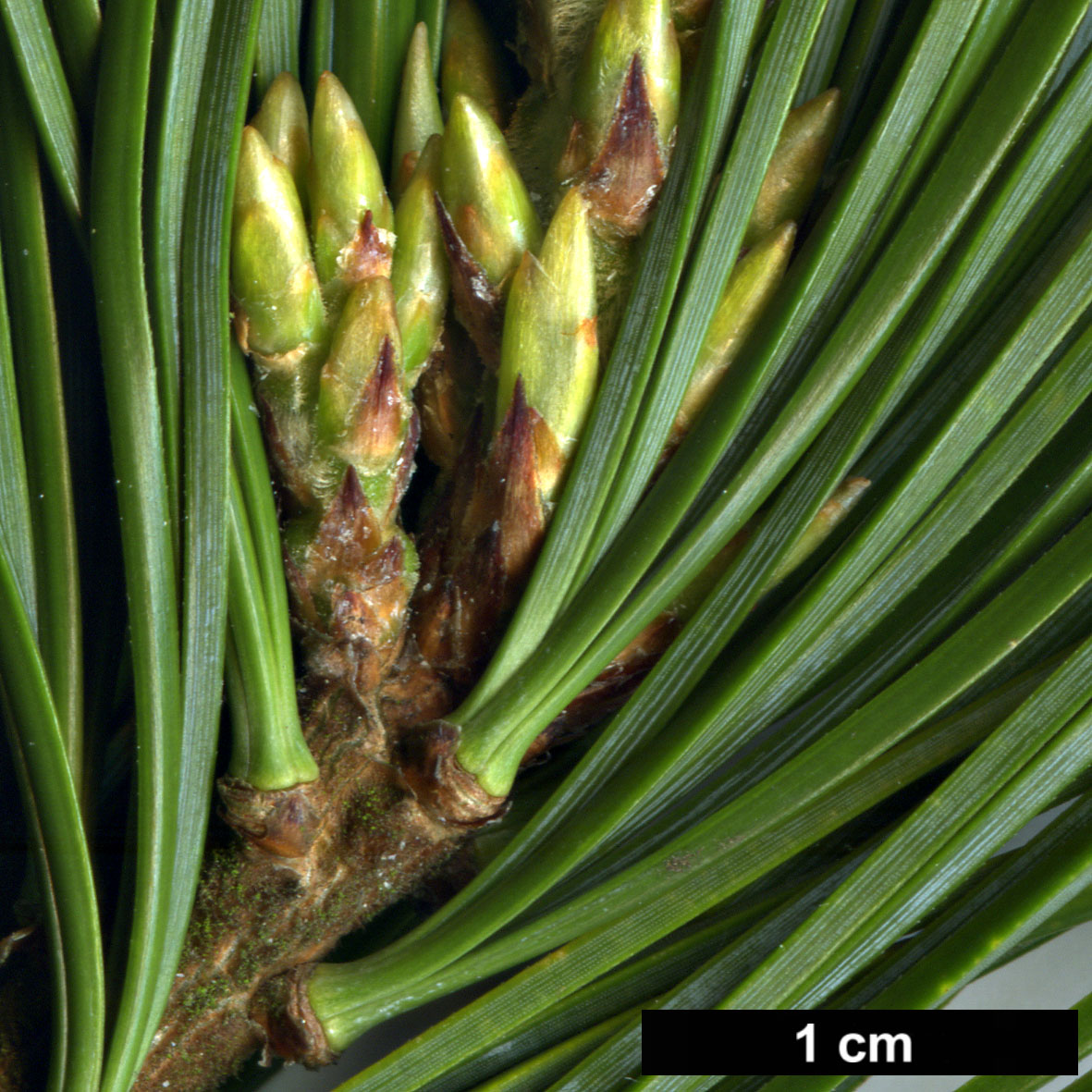 High resolution image: Family: Pinaceae - Genus: Pinus - Taxon: koraiensis