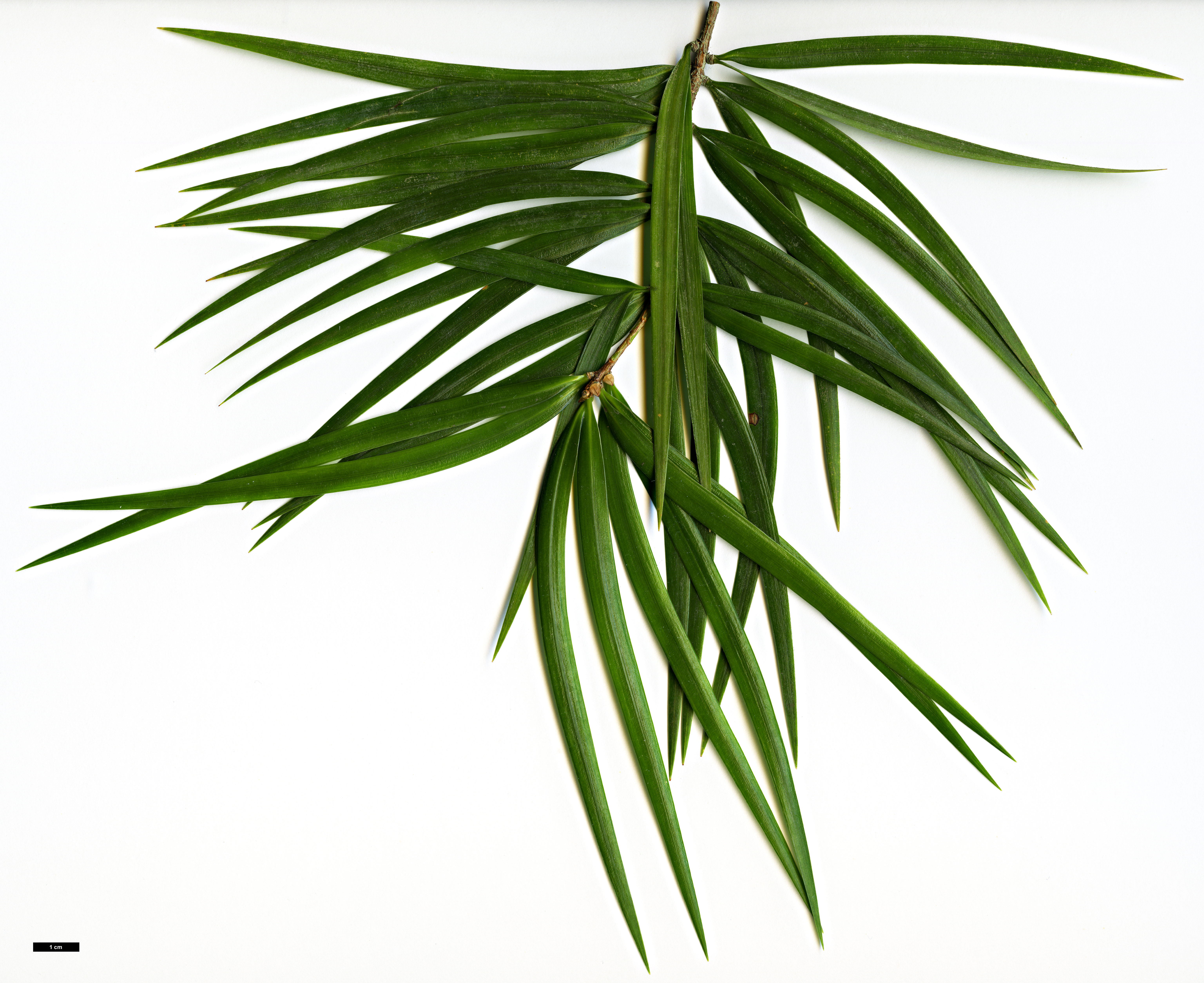 High resolution image: Family: Pinaceae - Genus: Pinus - Taxon: krempfii High resolution image: Family: Pinaceae - Genus: Pinus - Taxon: krempfii