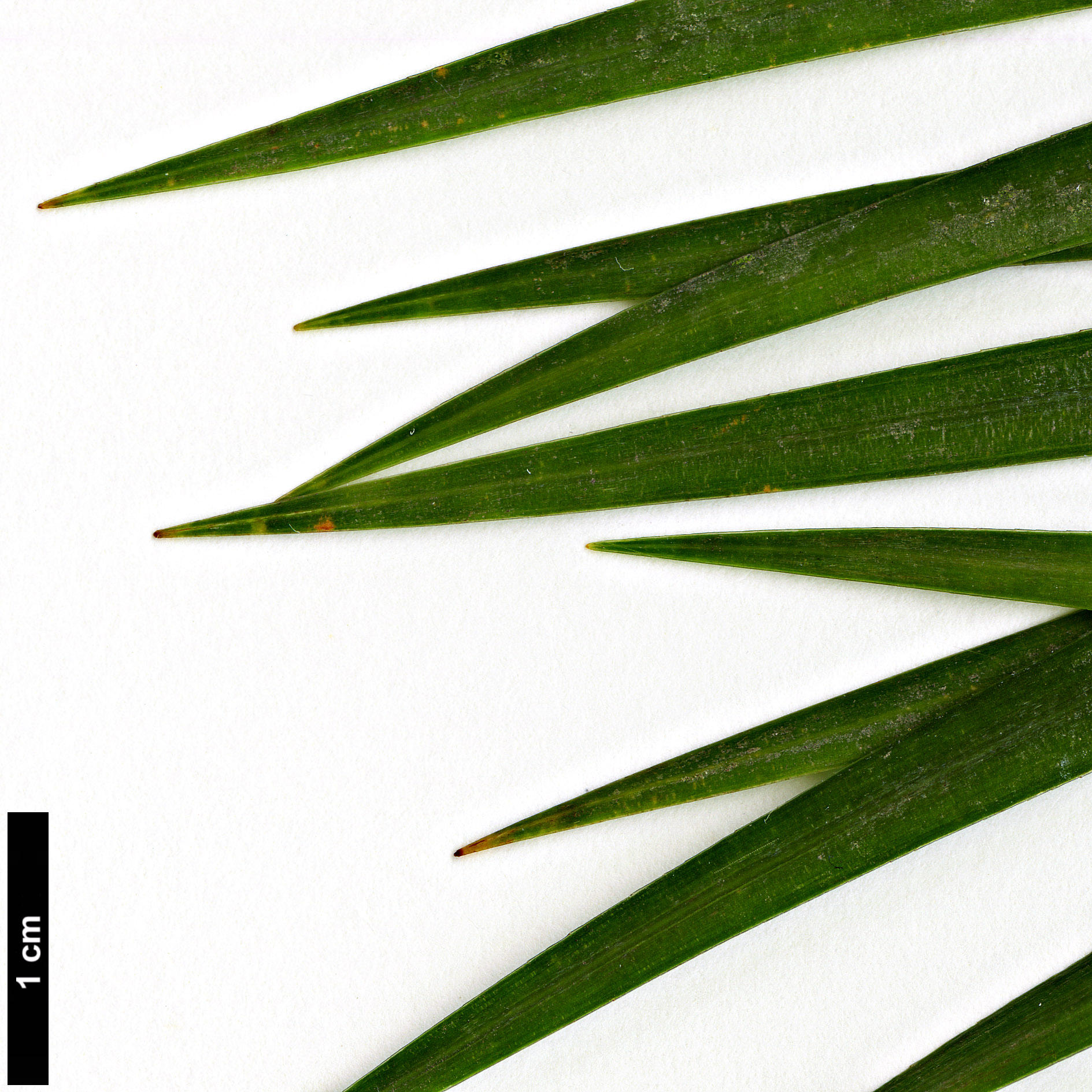 High resolution image: Family: Pinaceae - Genus: Pinus - Taxon: krempfii High resolution image: Family: Pinaceae - Genus: Pinus - Taxon: krempfii