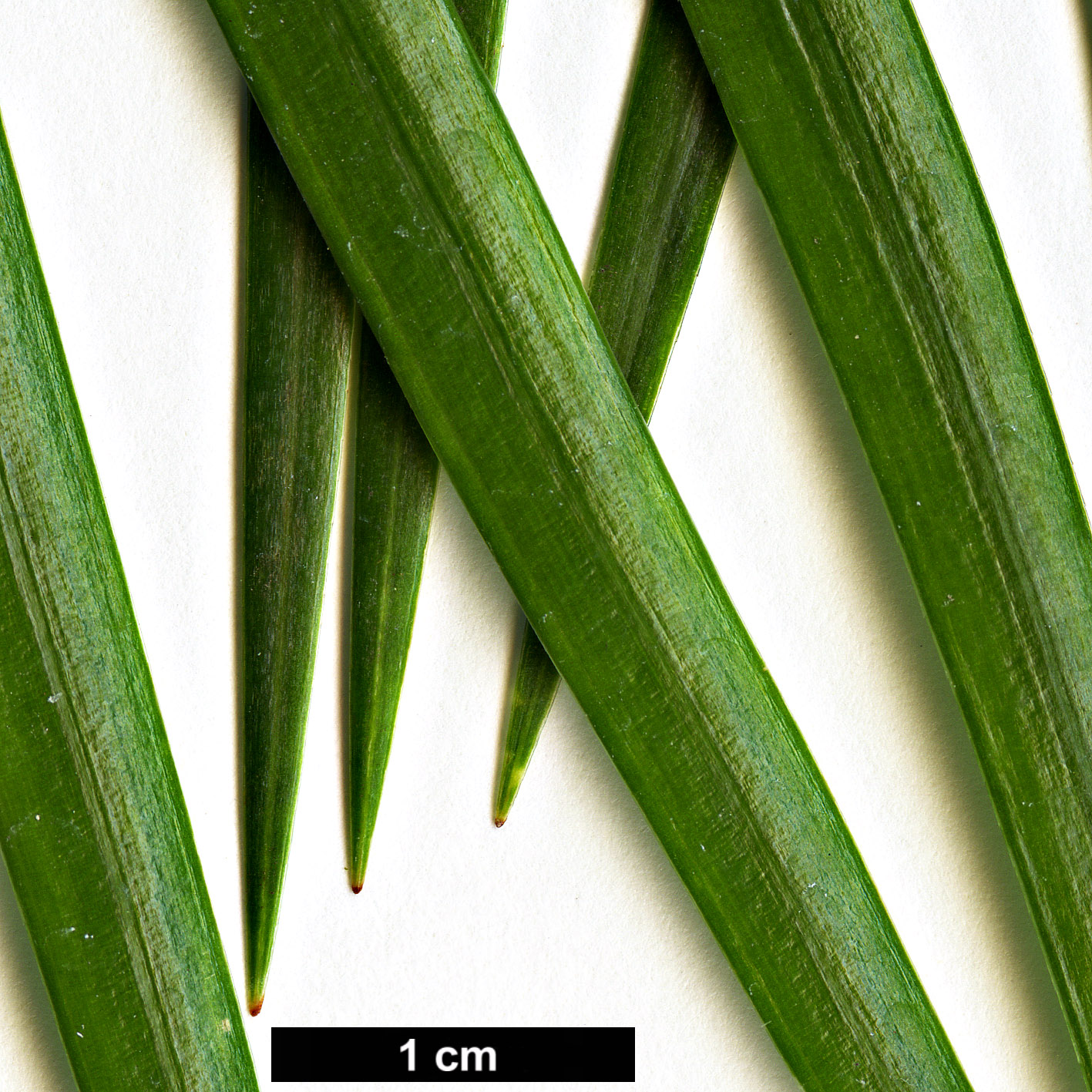 High resolution image: Family: Pinaceae - Genus: Pinus - Taxon: krempfii High resolution image: Family: Pinaceae - Genus: Pinus - Taxon: krempfii