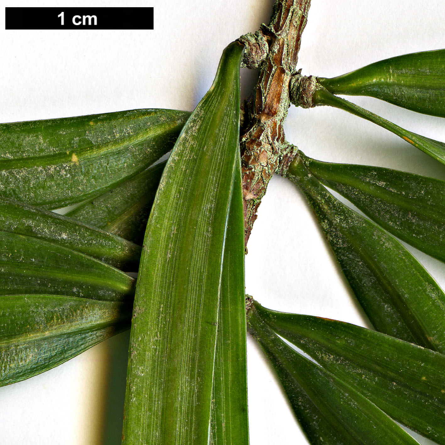 High resolution image: Family: Pinaceae - Genus: Pinus - Taxon: krempfii High resolution image: Family: Pinaceae - Genus: Pinus - Taxon: krempfii