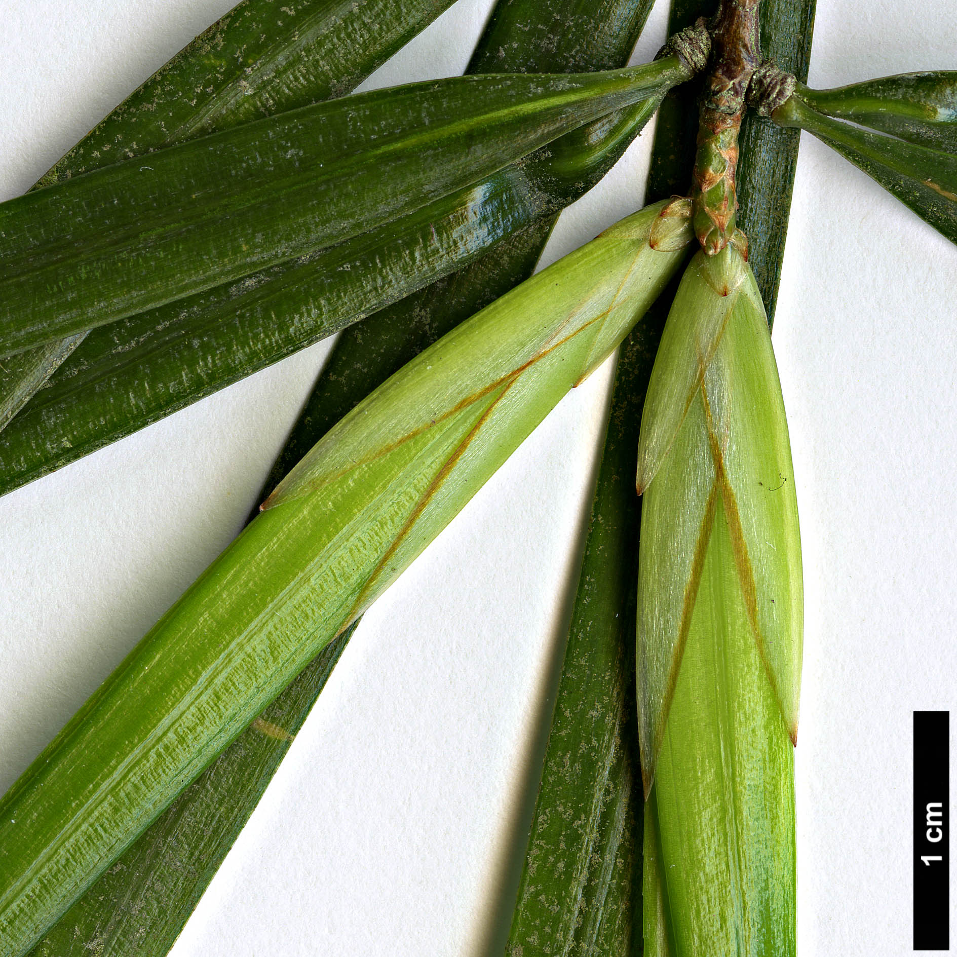 High resolution image: Family: Pinaceae - Genus: Pinus - Taxon: krempfii High resolution image: Family: Pinaceae - Genus: Pinus - Taxon: krempfii