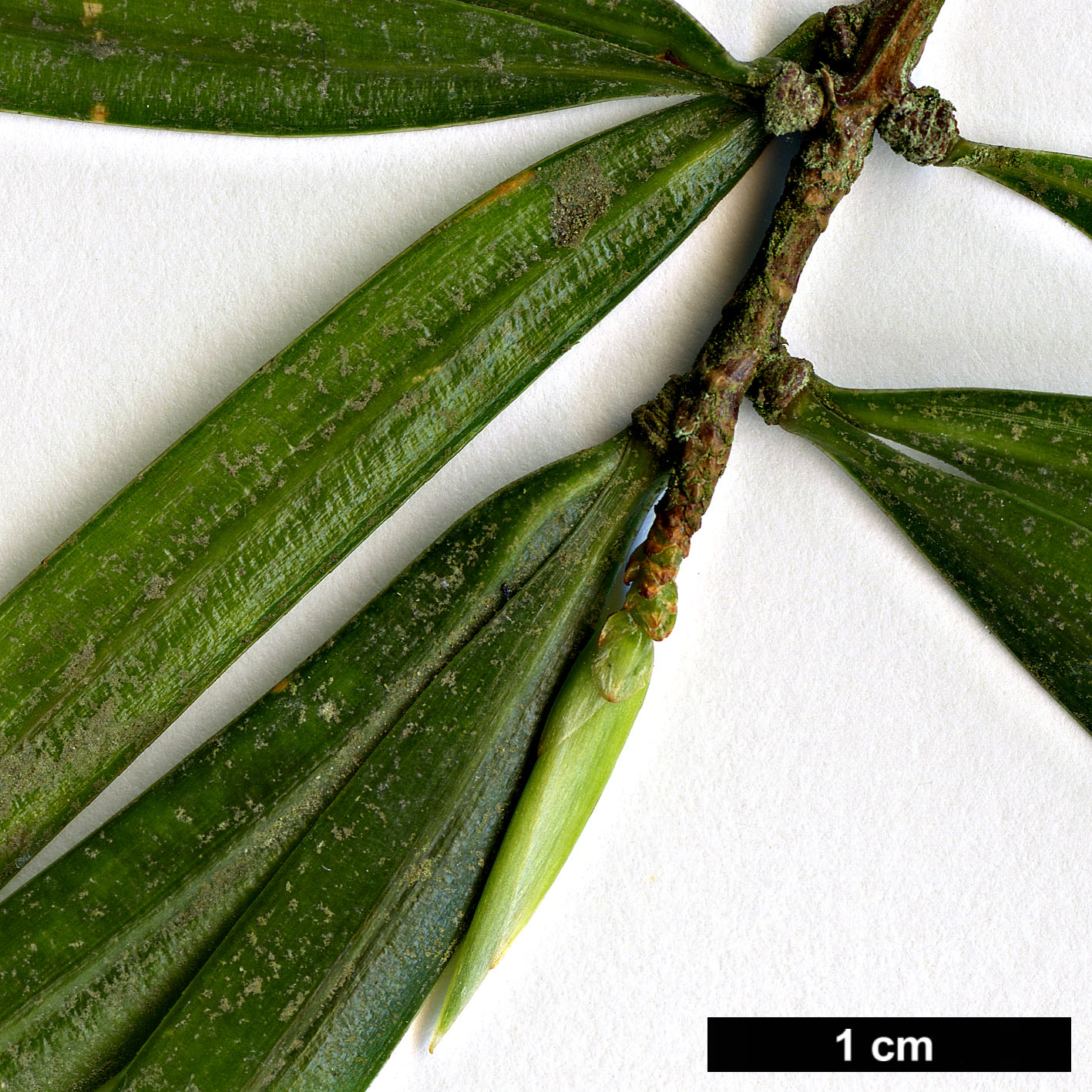 High resolution image: Family: Pinaceae - Genus: Pinus - Taxon: krempfii High resolution image: Family: Pinaceae - Genus: Pinus - Taxon: krempfii