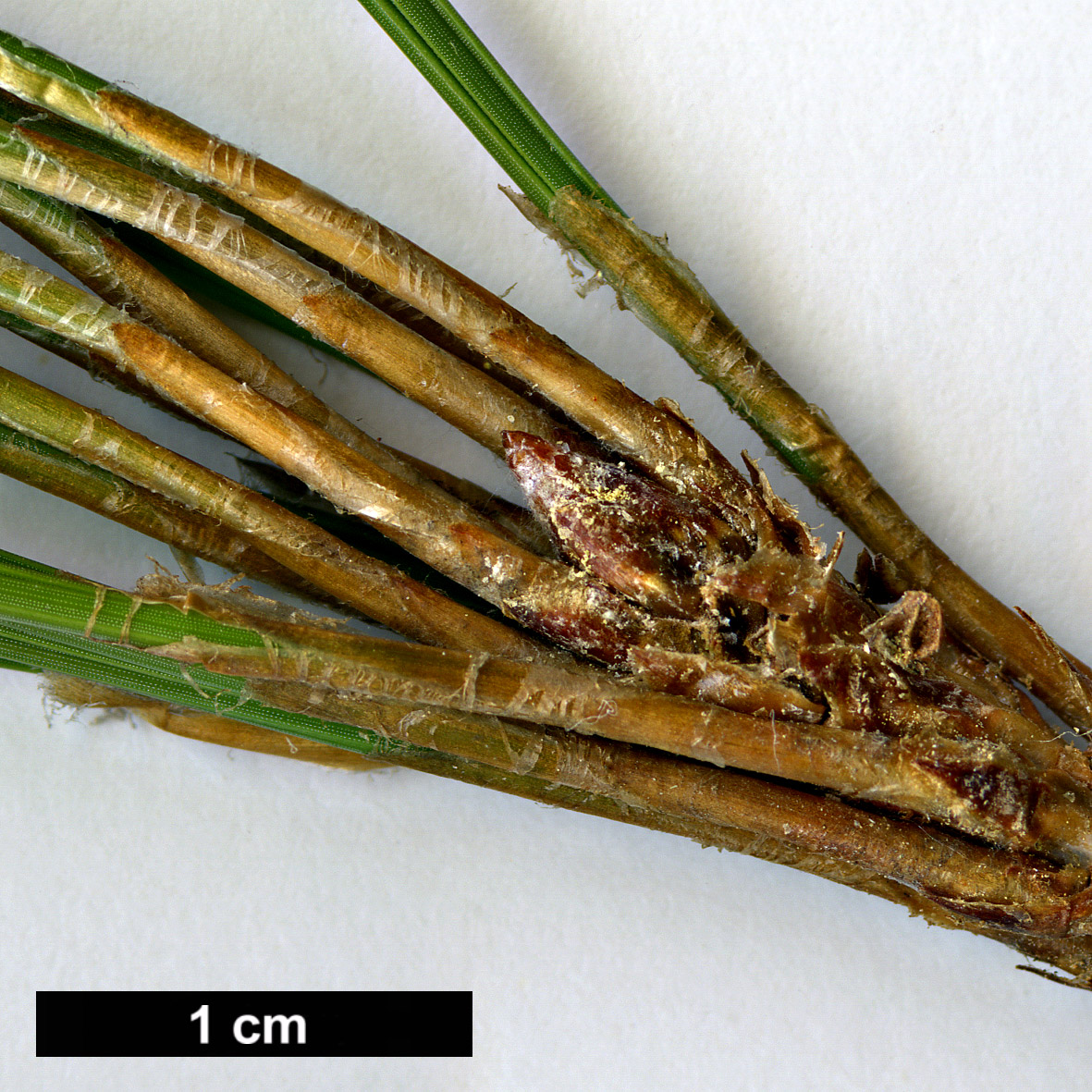 High resolution image: Family: Pinaceae - Genus: Pinus - Taxon: leiophylla