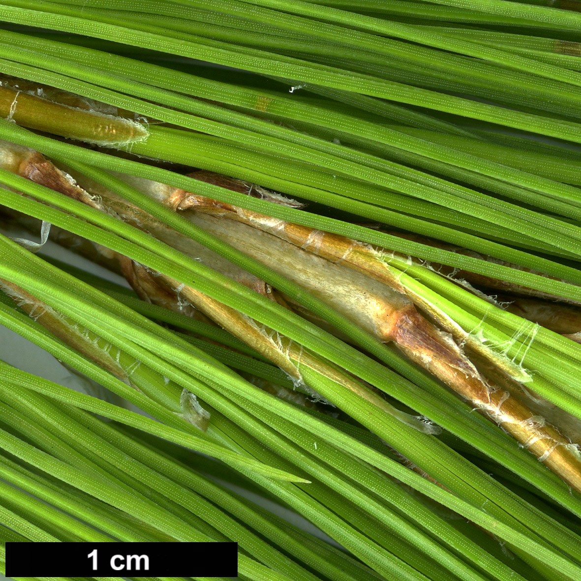 High resolution image: Family: Pinaceae - Genus: Pinus - Taxon: leiophylla