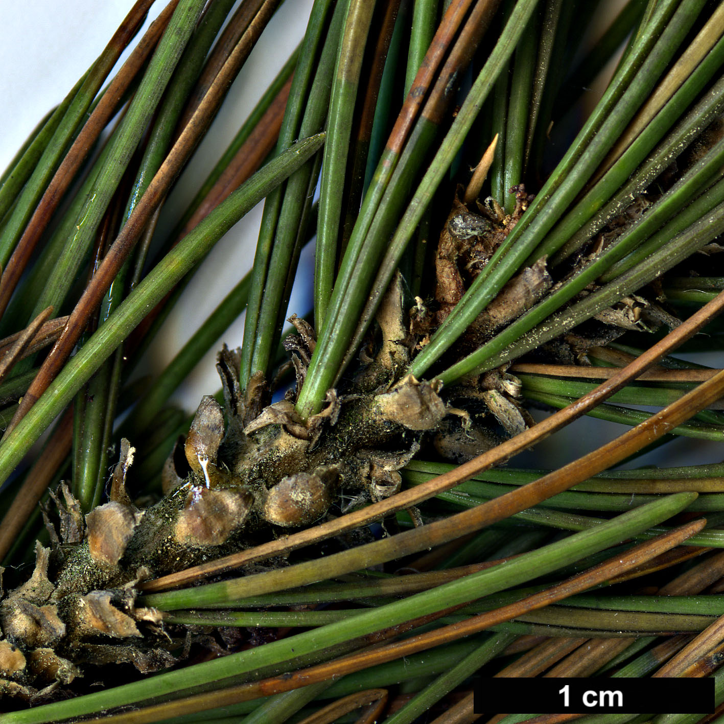 High resolution image: Family: Pinaceae - Genus: Pinus - Taxon: longaeva