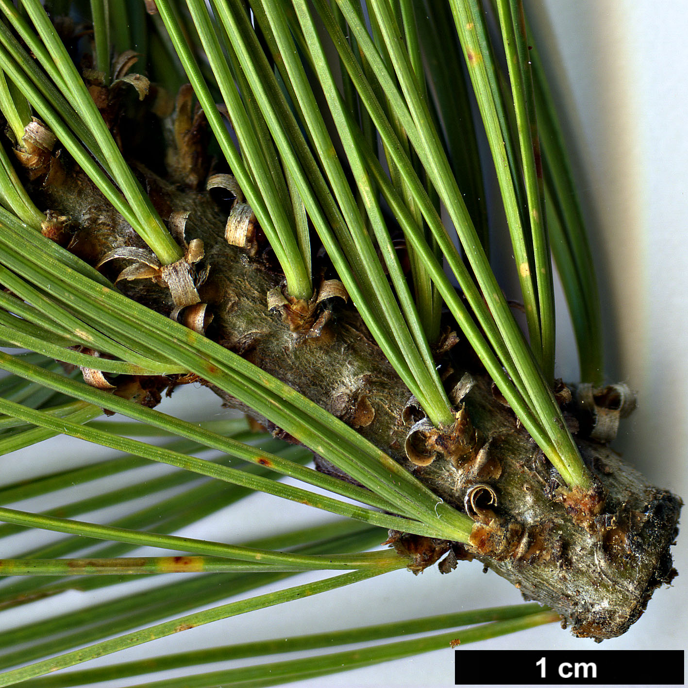 High resolution image: Family: Pinaceae - Genus: Pinus - Taxon: maximartinezii