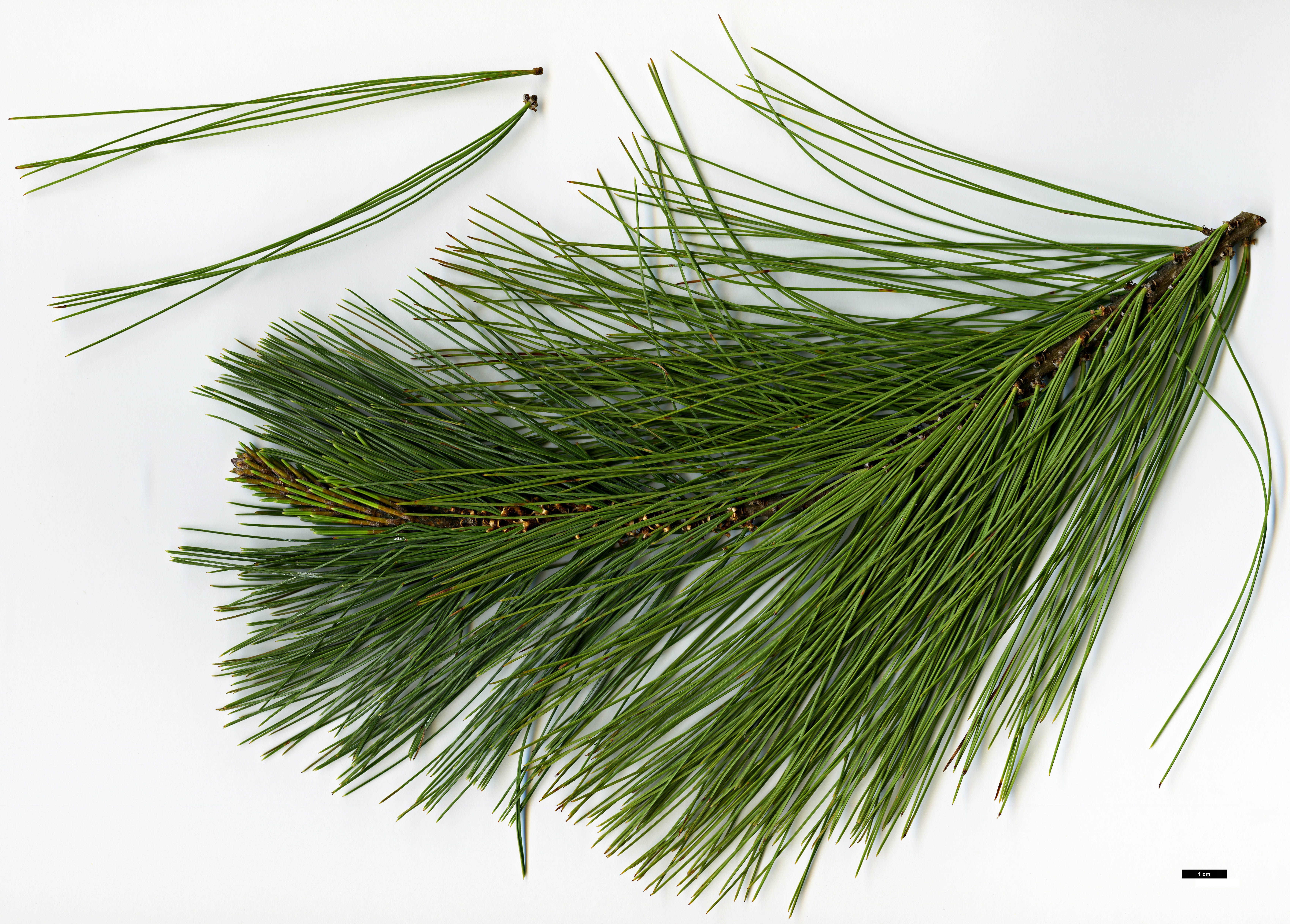 High resolution image: Family: Pinaceae - Genus: Pinus - Taxon: maximartinezii