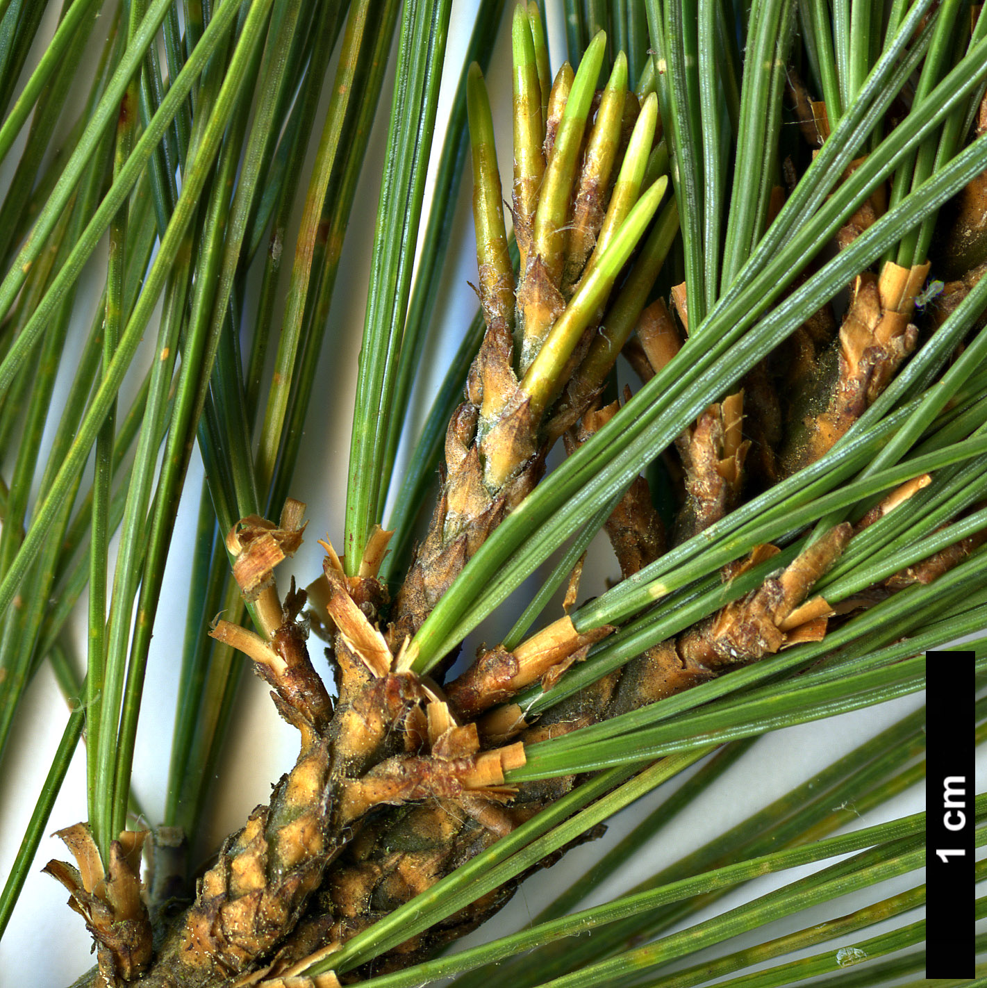 High resolution image: Family: Pinaceae - Genus: Pinus - Taxon: maximartinezii